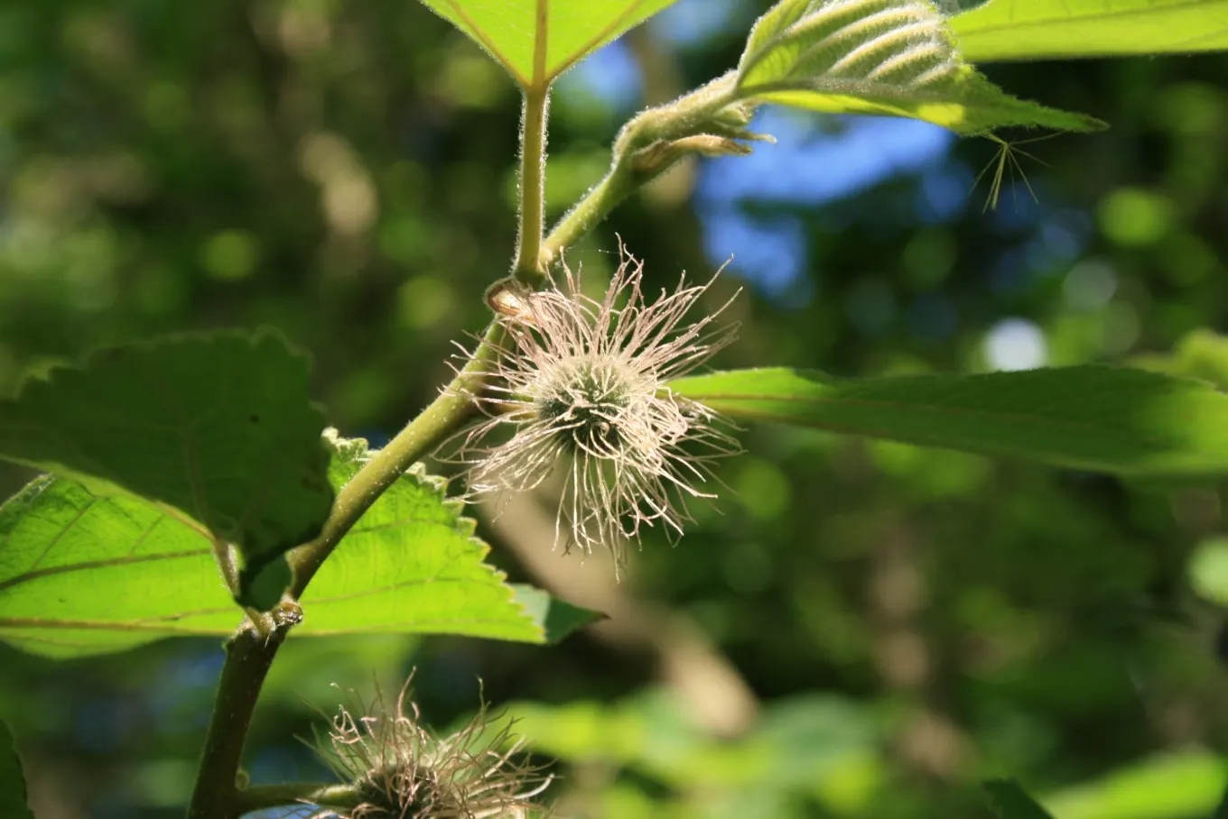 Paper Mulberry (Broussonetia Papyrifera) — It is also resilient to drought and air pollution, making it a sturdy choice for urban environments, image 75