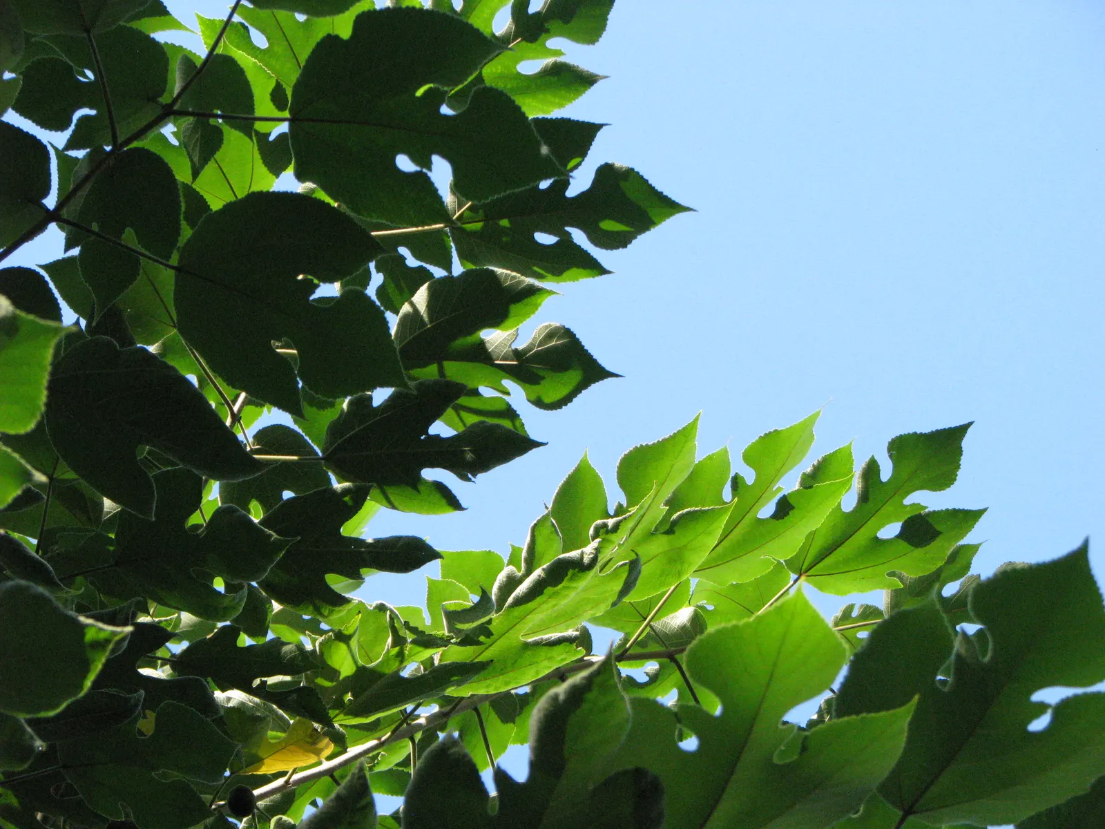 Paper Mulberry (Broussonetia Papyrifera) — green flowers in the garden; rounded canopy spread to match, image 79