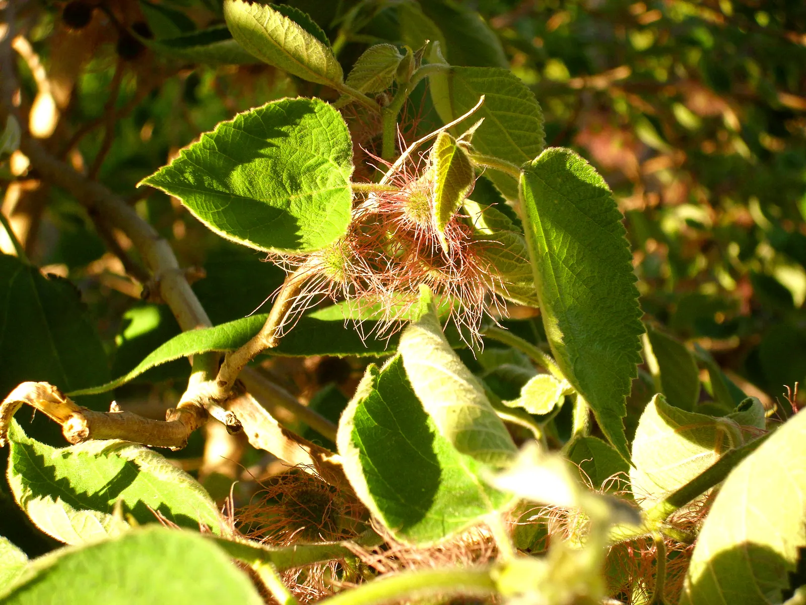 Paper Mulberry (Broussonetia Papyrifera) — ranging from lobed to unlobed forms; is a deciduous tree hailing from the Moraceae family, image 94