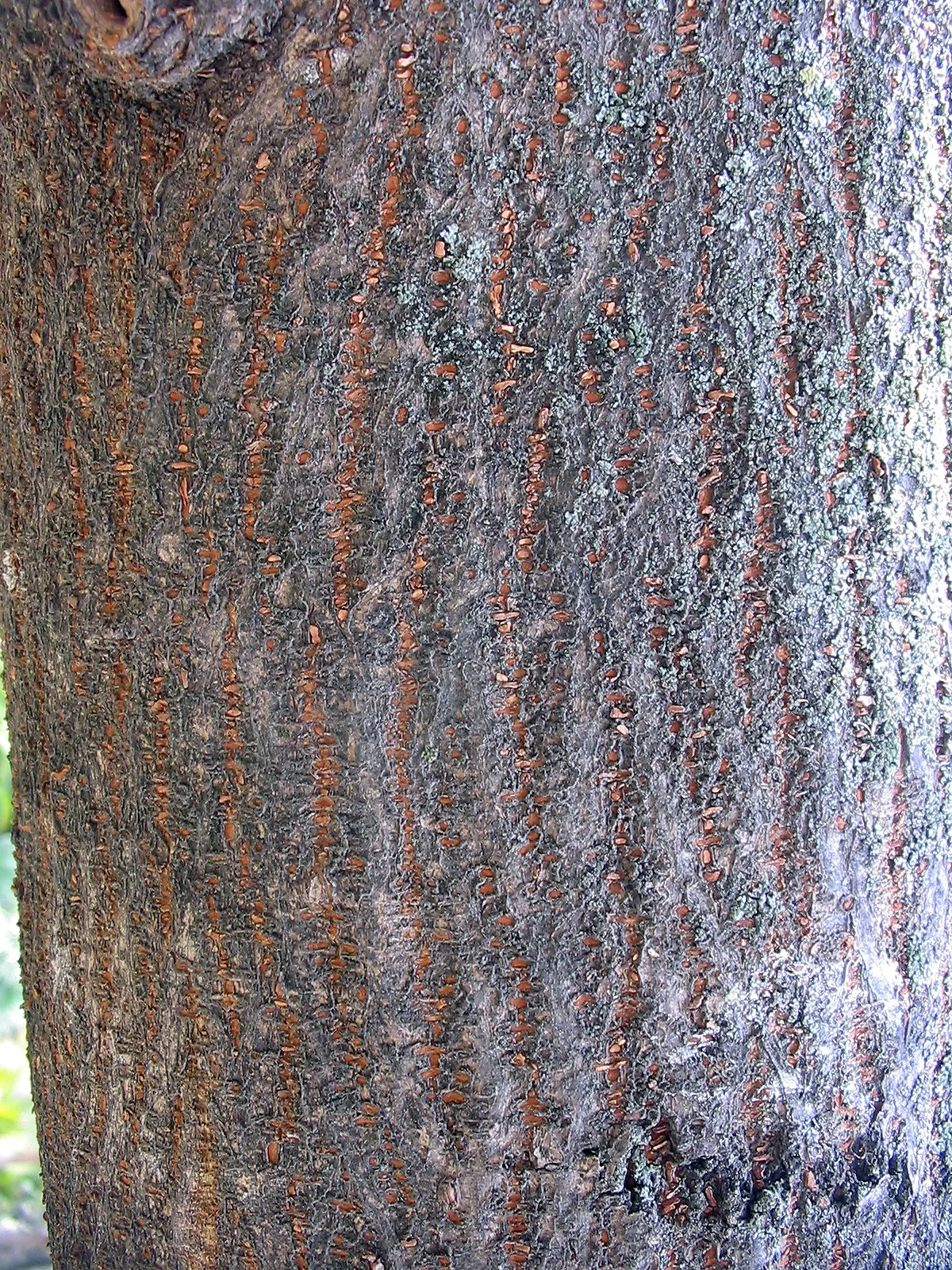 Paper Mulberry (Broussonetia Papyrifera) — scientifically named Broussonetia papyrifera; with leaves that vary dramatically in shape even on the, image 87