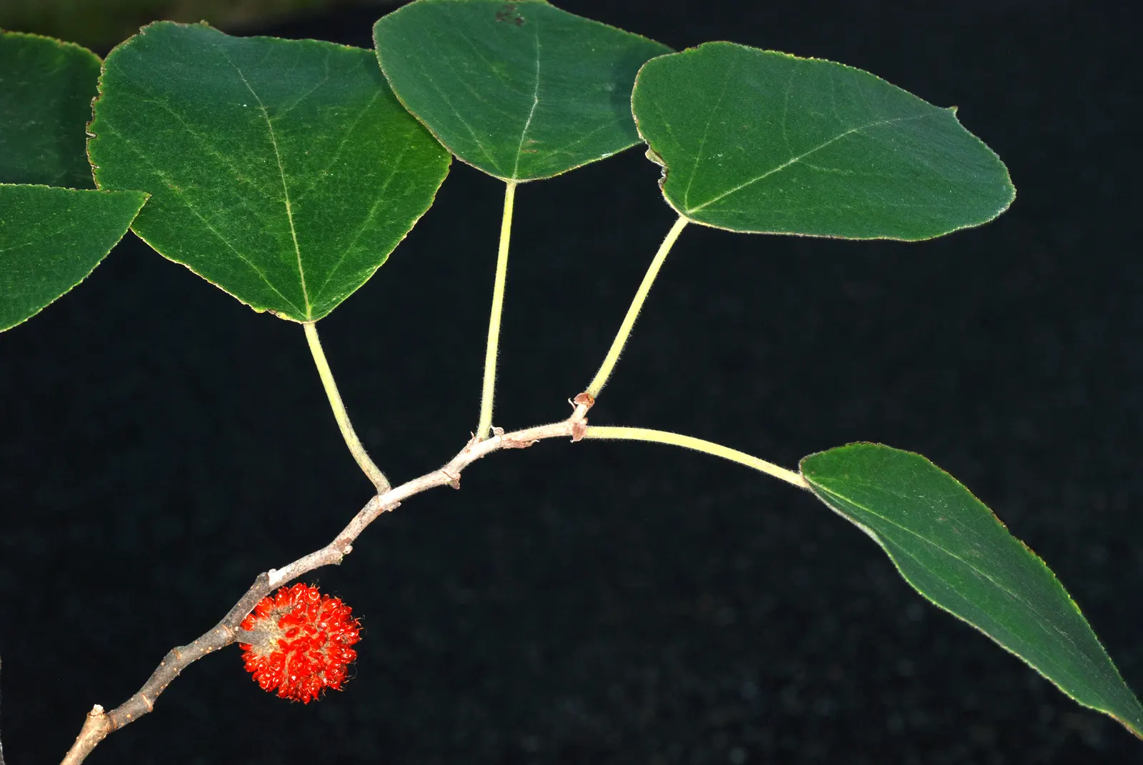 Paper Mulberry (Broussonetia Papyrifera) — is a deciduous tree revered for its fast growth