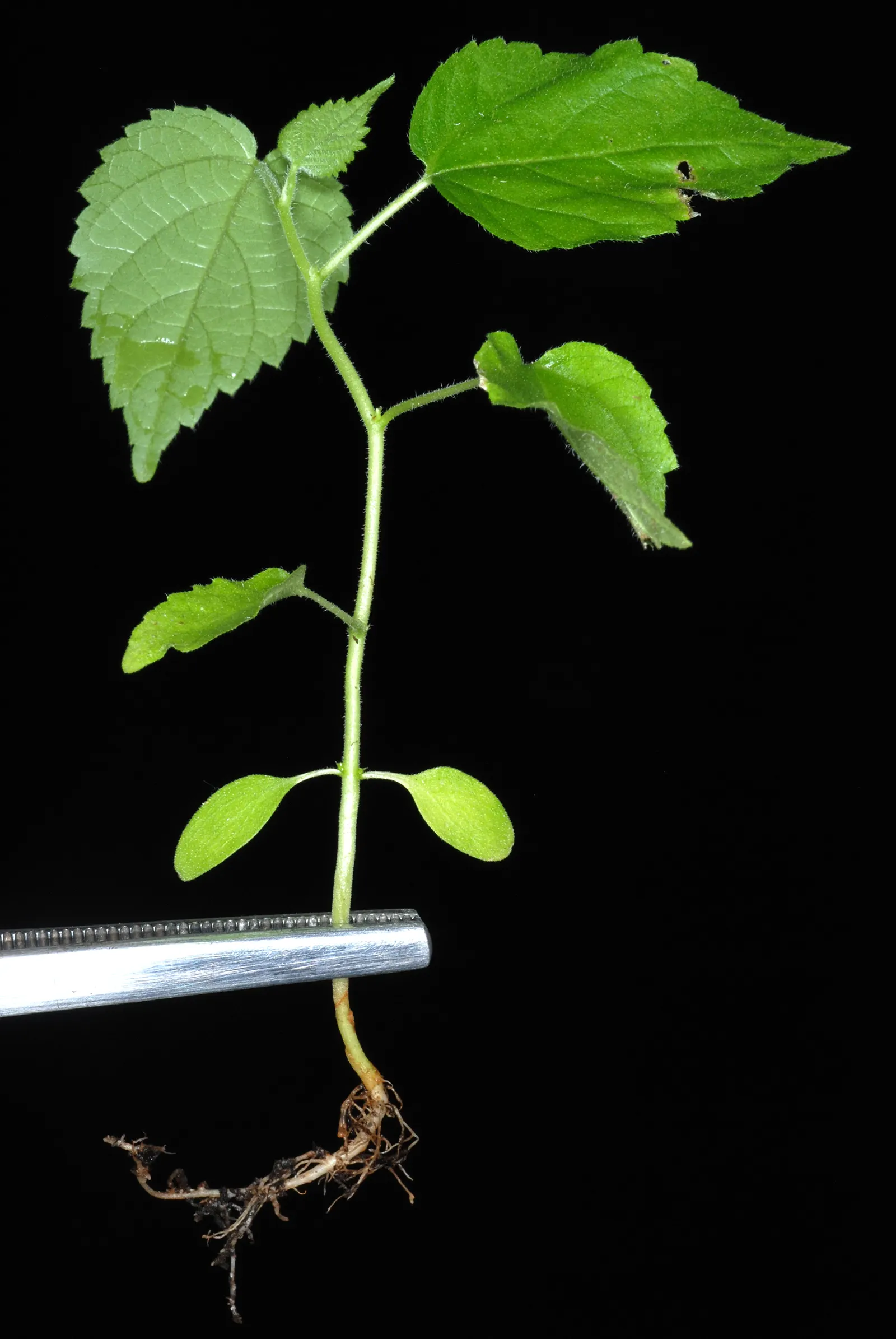 Paper Mulberry (Broussonetia Papyrifera) — each reaching 3 to 7 inches long.<br><br>Come spring, image 41