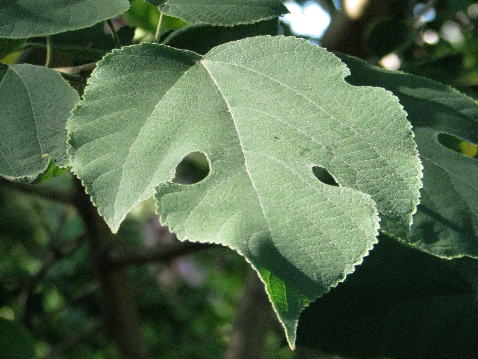 Paper Mulberry (Broussonetia Papyrifera) — each reaching 3 to 7 inches long.<br><br>Come spring, image 95