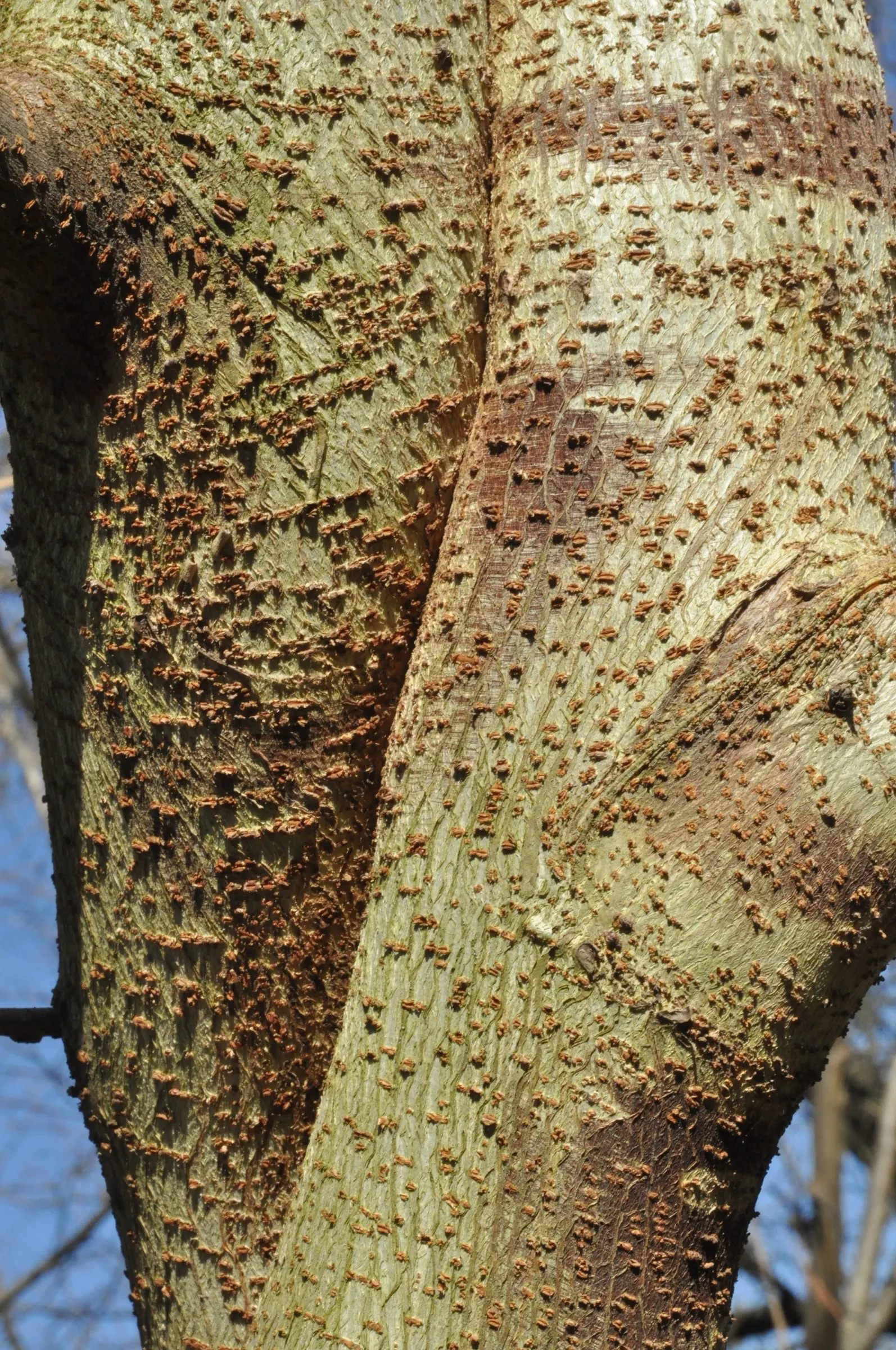 Paper Mulberry (Broussonetia Papyrifera) — is a deciduous tree revered for its fast growth; it thrives in USDA zones 7-10, preferring full sun to, image 82