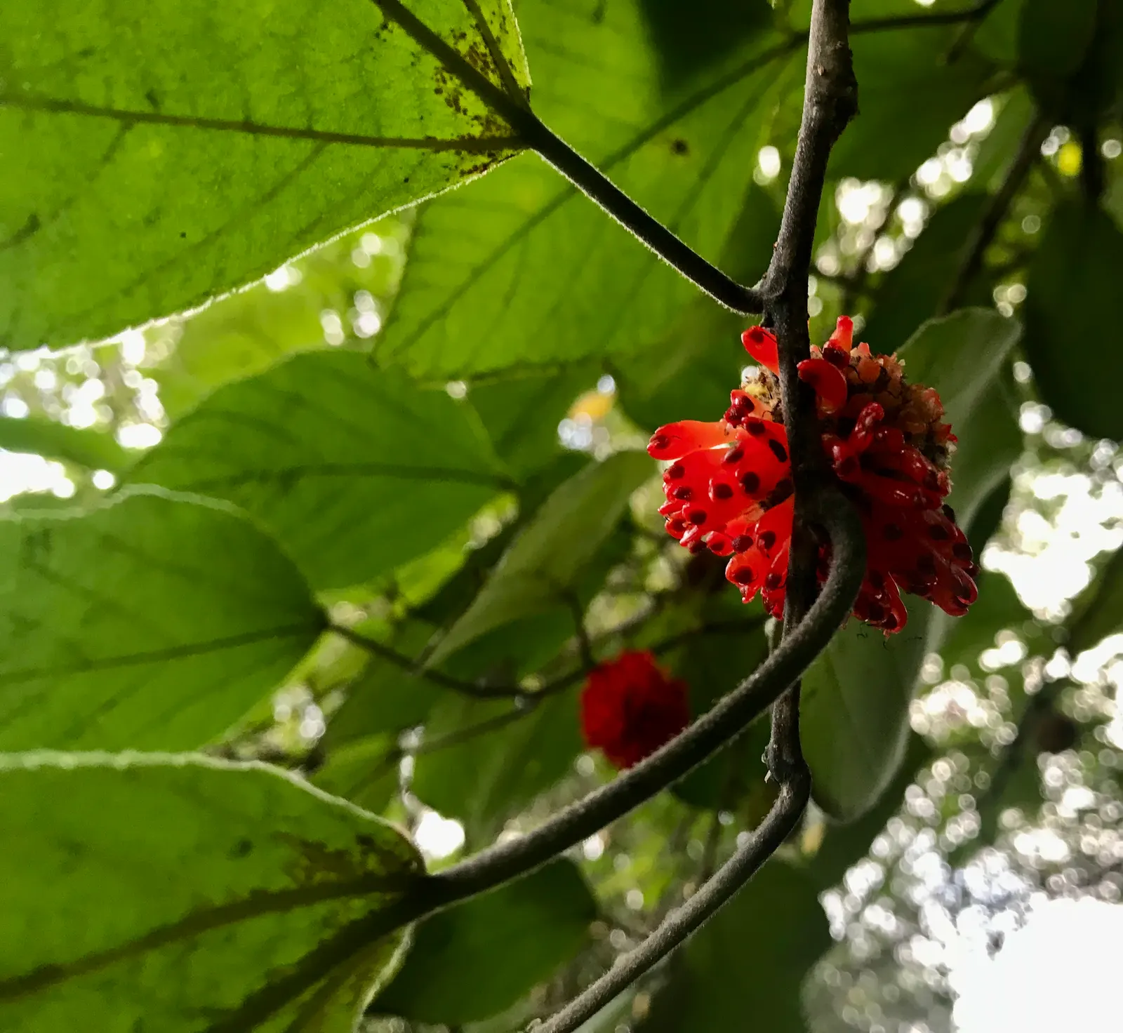 Paper Mulberry (Broussonetia Papyrifera) — is a deciduous tree hailing from the Moraceae family; including those with poor nutrition