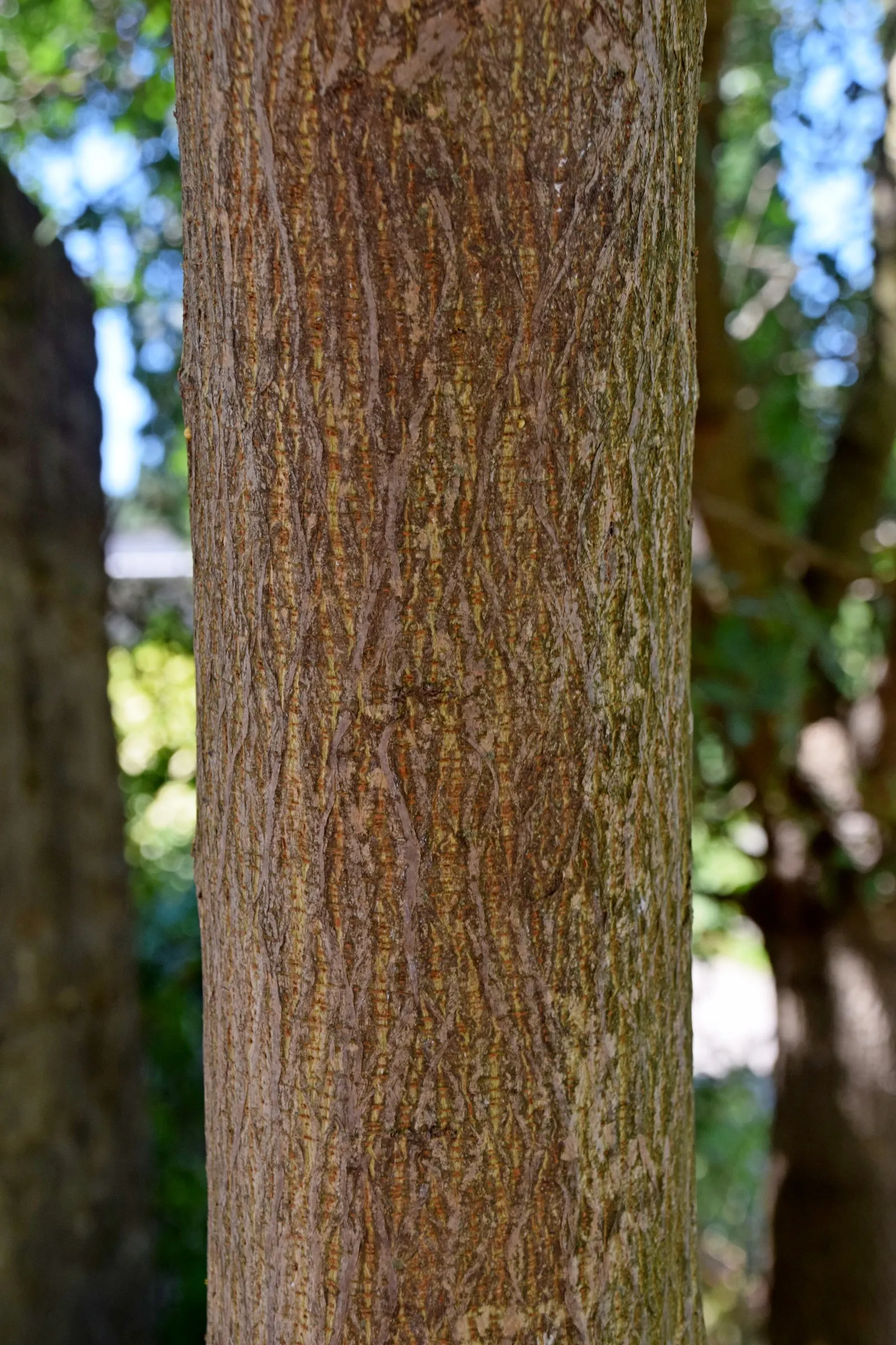Paper Mulberry (Broussonetia Papyrifera) — typically extending from 30 to 40 feet