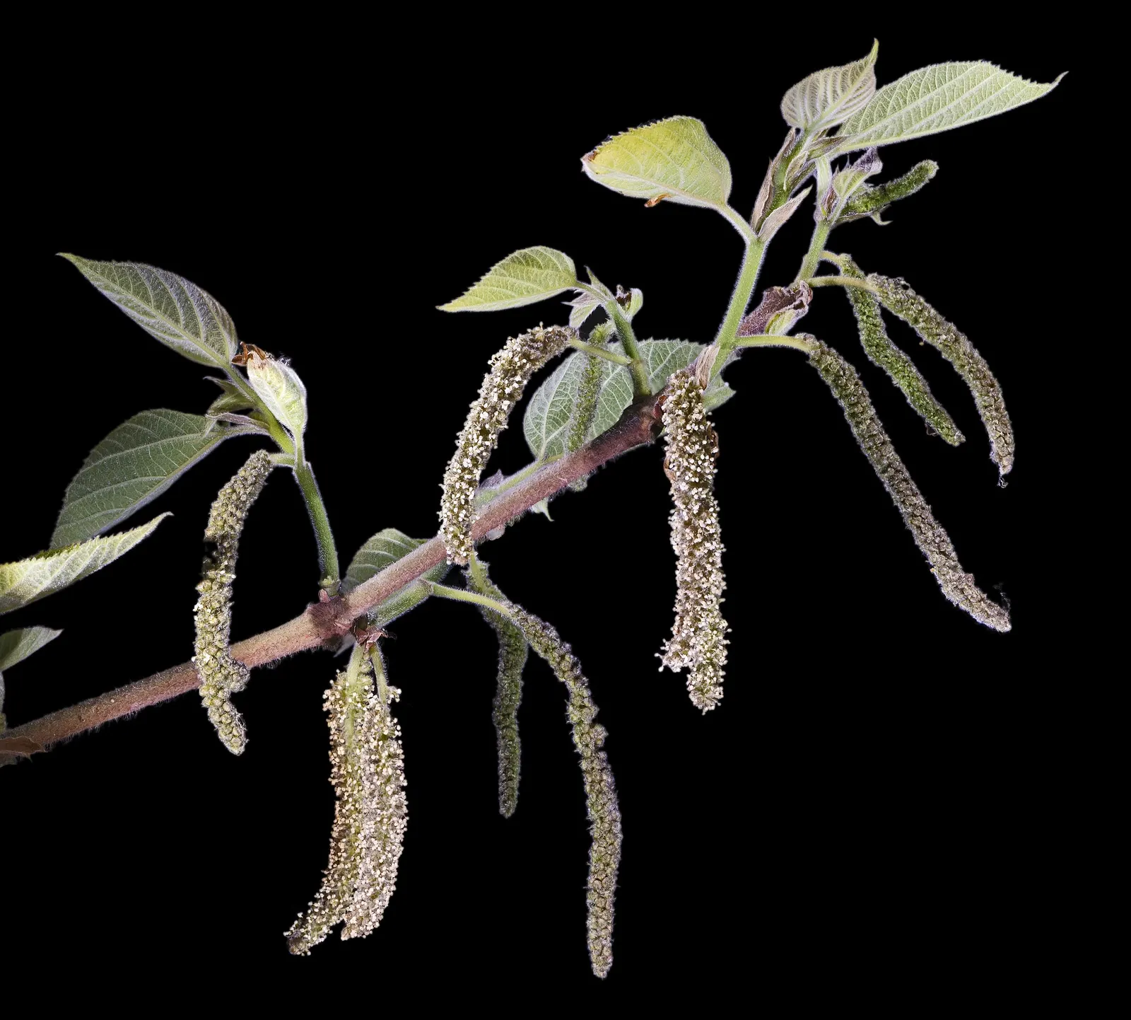 Paper Mulberry (Broussonetia Papyrifera) — each reaching 3 to 7 inches long.<br><br>Come spring