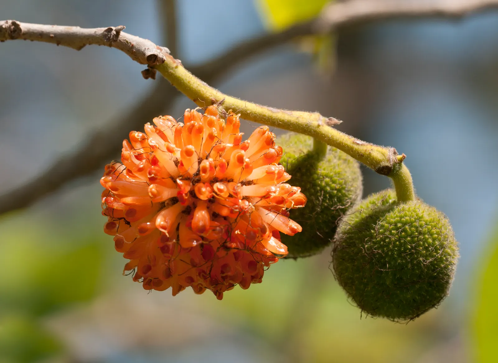 Paper Mulberry (Broussonetia Papyrifera) — green flowers in the garden; rounded canopy spread to match
