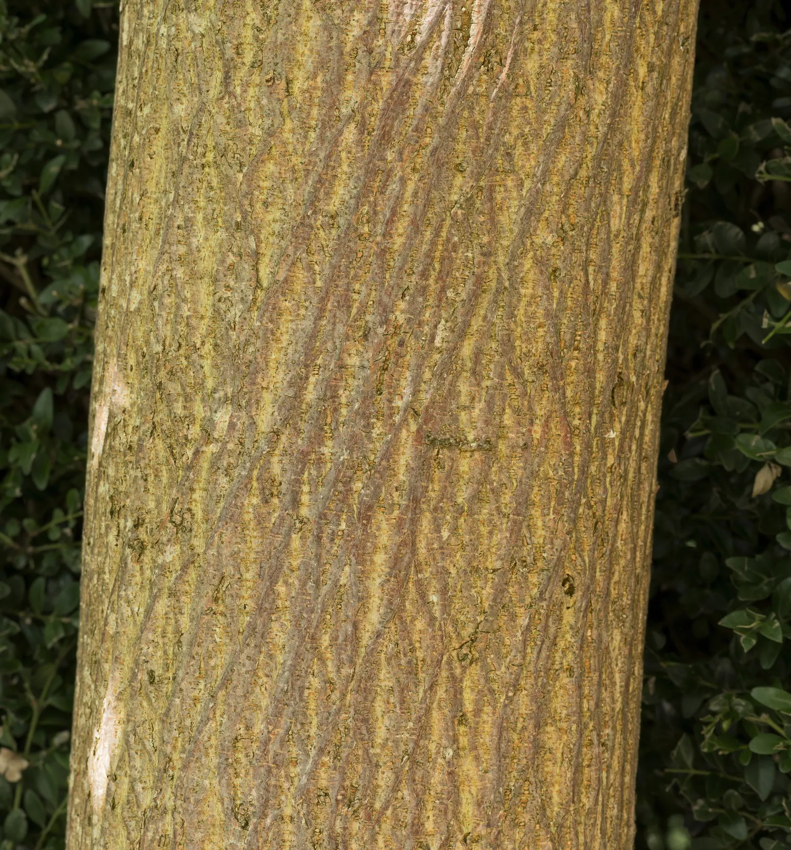 Paper Mulberry (Broussonetia Papyrifera) — caution should be exercised as this species can be invasive in some areas