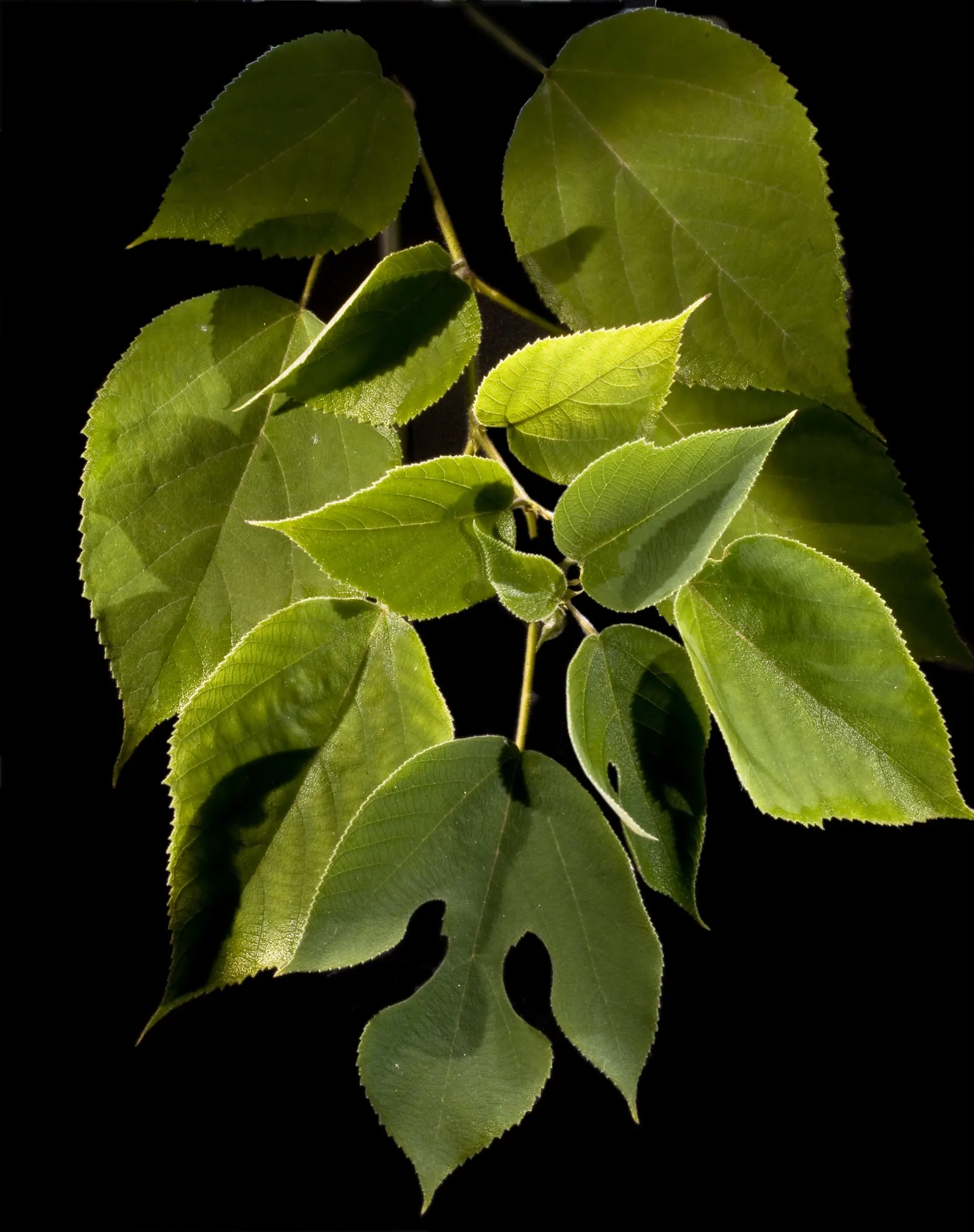 Paper Mulberry (Broussonetia Papyrifera) — It thrives in USDA zones 7-10, preferring full sun to partial shade and adaptable to various soils; green flowers in