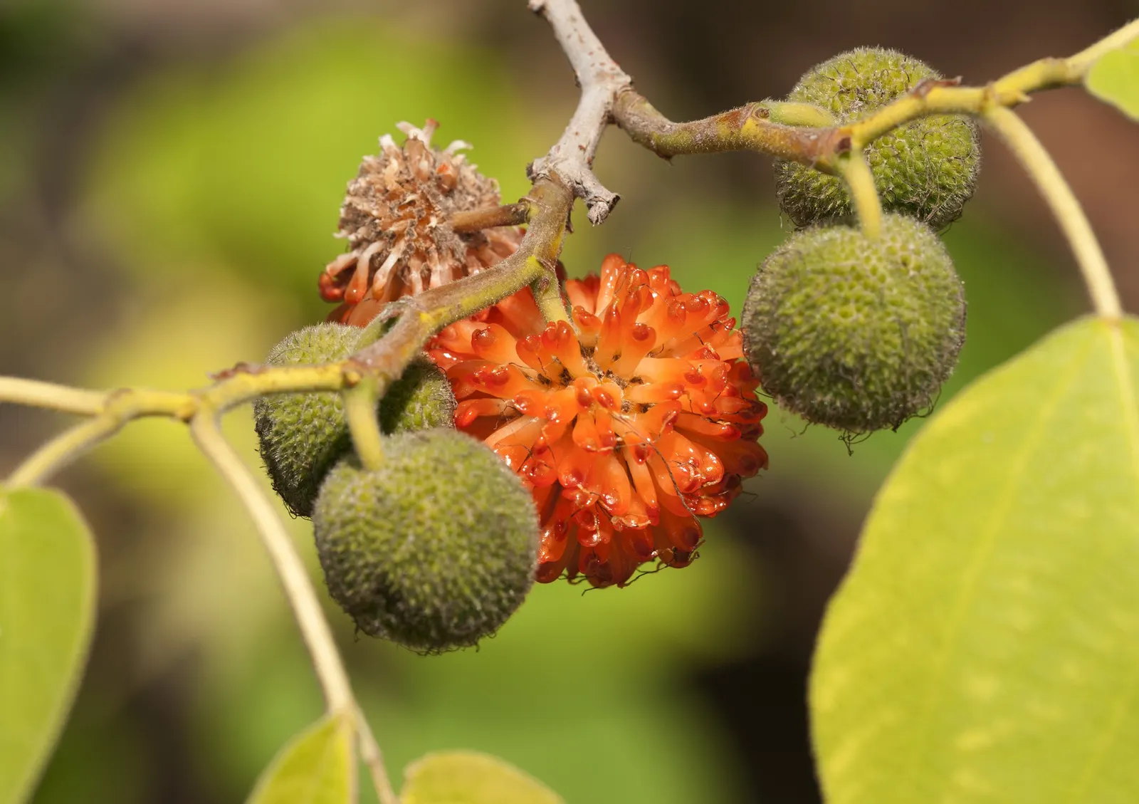 Paper Mulberry (Broussonetia Papyrifera) — The fruits are edible when ripe; the Paper Mulberry presents catkin-like blooms