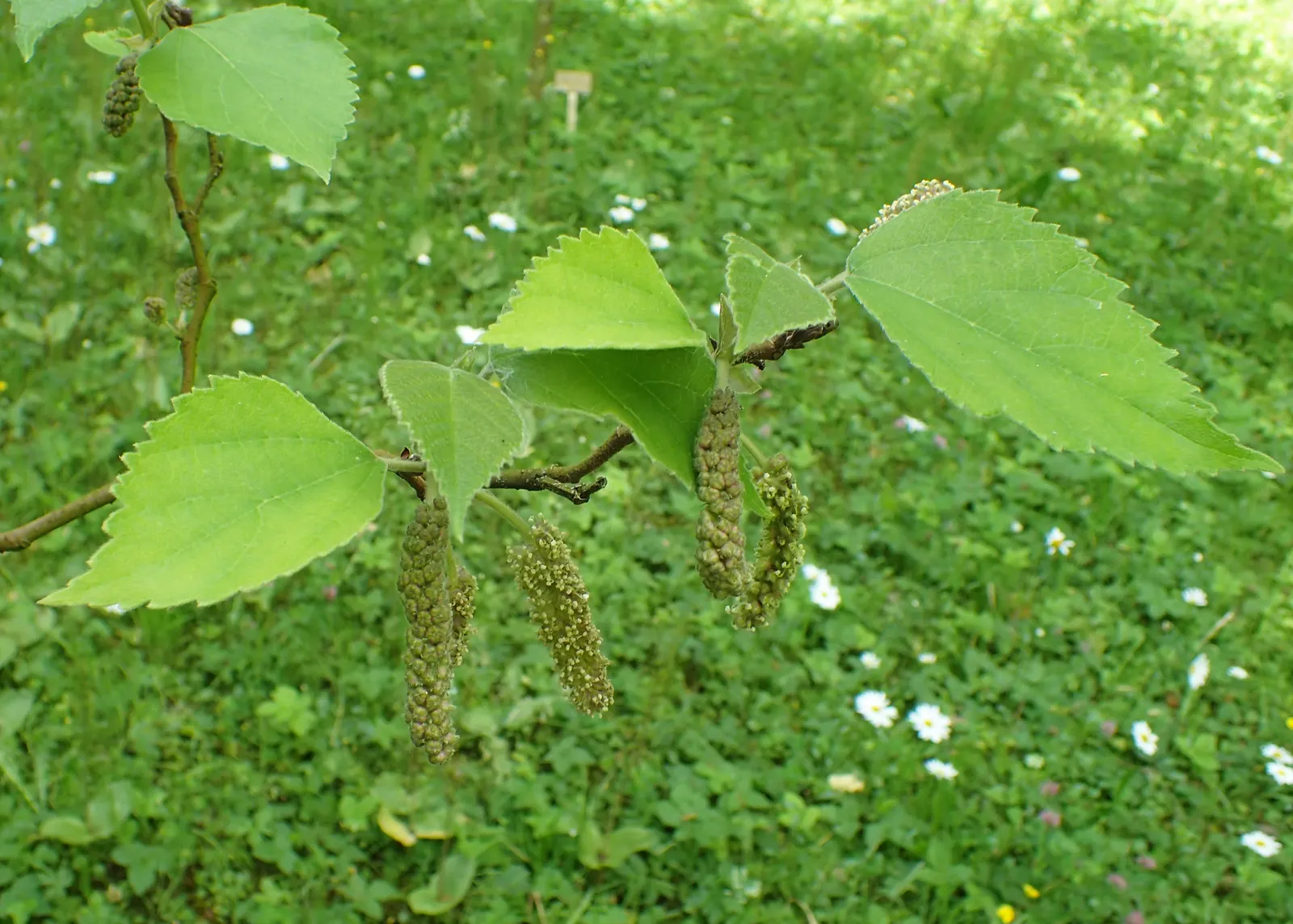 Paper Mulberry (Broussonetia Papyrifera) — with separate male and female flowers that may occur on the same or different trees (dioecious); is a, image 70