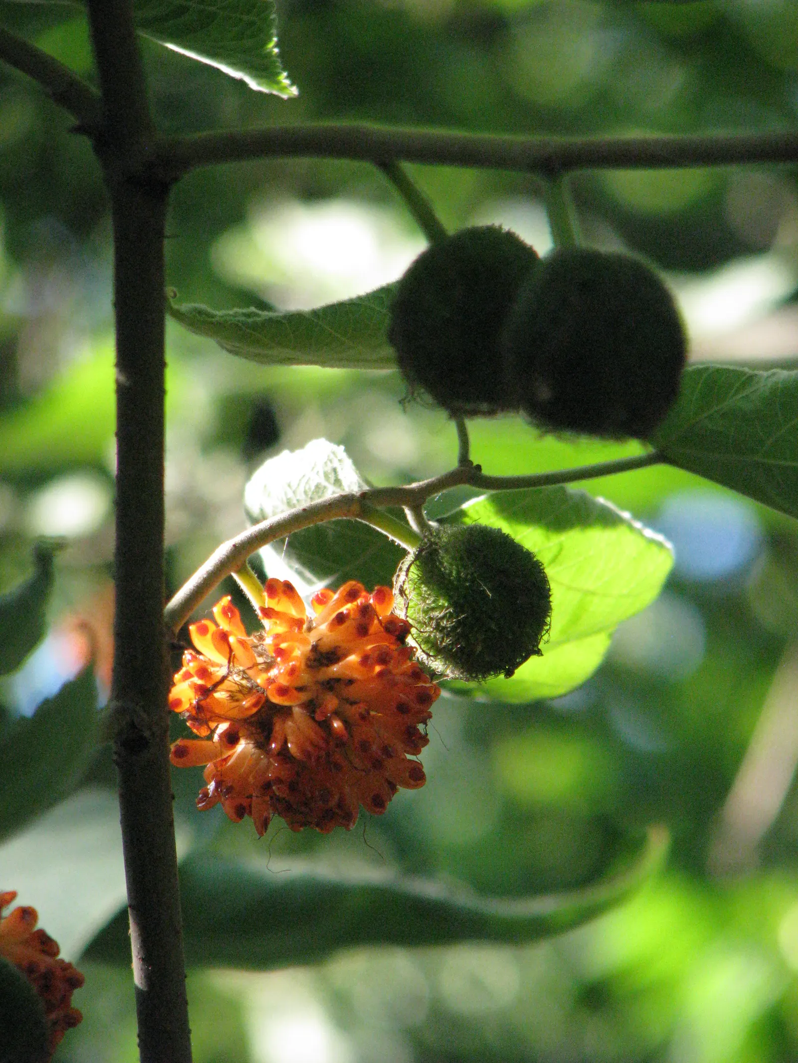 Paper Mulberry (Broussonetia Papyrifera) — scientifically named Broussonetia papyrifera; with leaves that vary dramatically in shape even on the, image 60