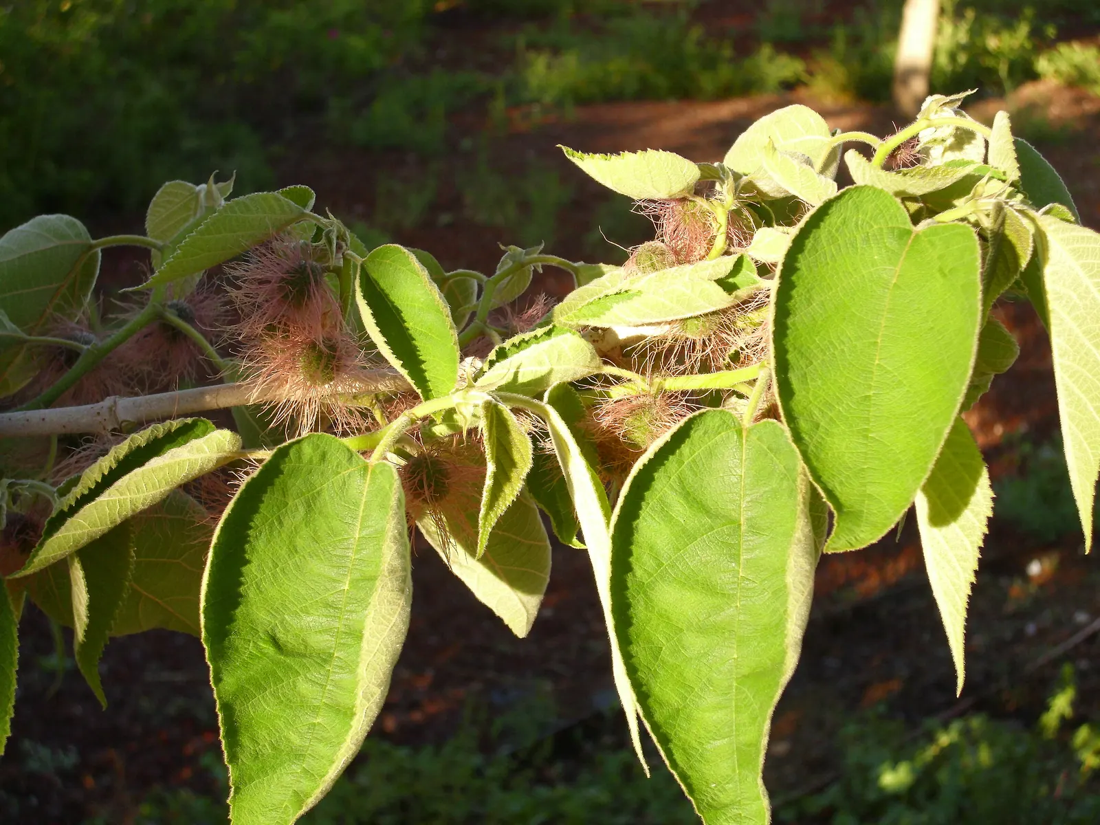 Paper Mulberry (Broussonetia Papyrifera) — rounded canopy spread to match; ranging from lobed to unlobed forms