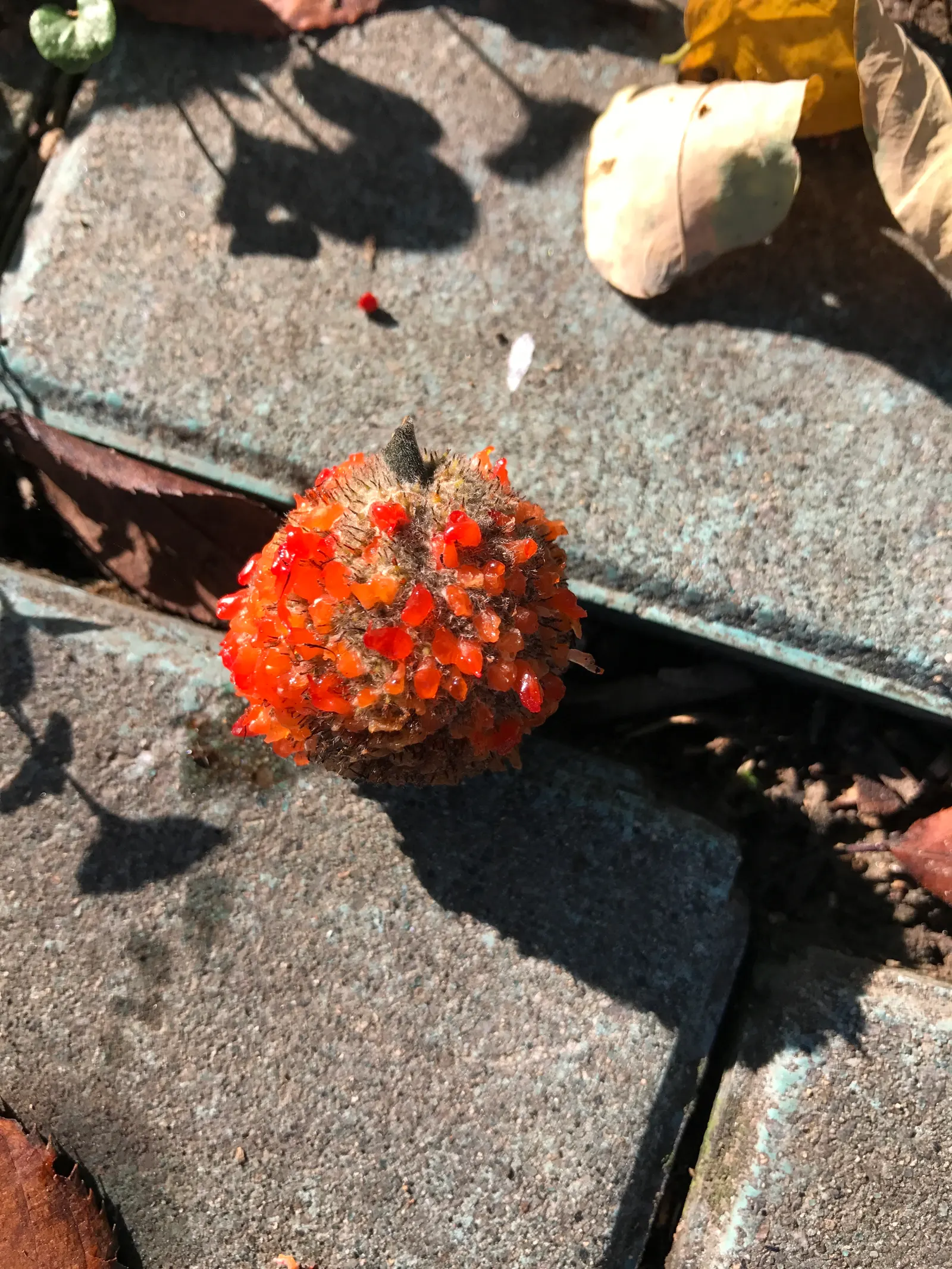 Paper Mulberry (Broussonetia Papyrifera) — caution should be exercised as this species can be invasive in some areas; with separate male and female flowers