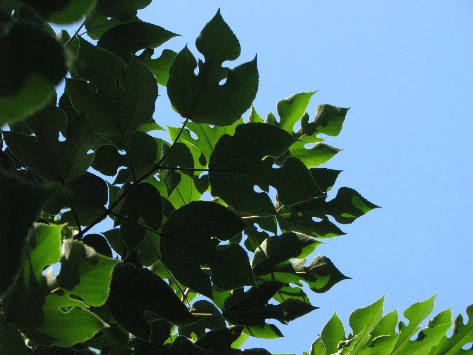 Paper Mulberry (Broussonetia Papyrifera) — These blossoms give way to berry-like fruit clusters, which are about 1 inch in diameter; renowned as, image 71