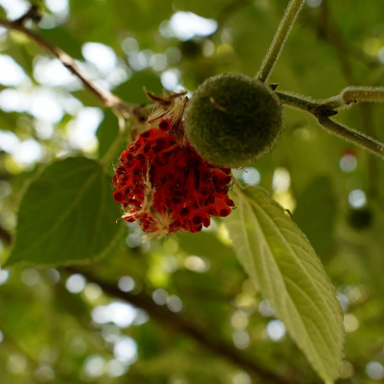 Paper Mulberry (Broussonetia Papyrifera) — and it's prudent to check local regulations before planting, image 77