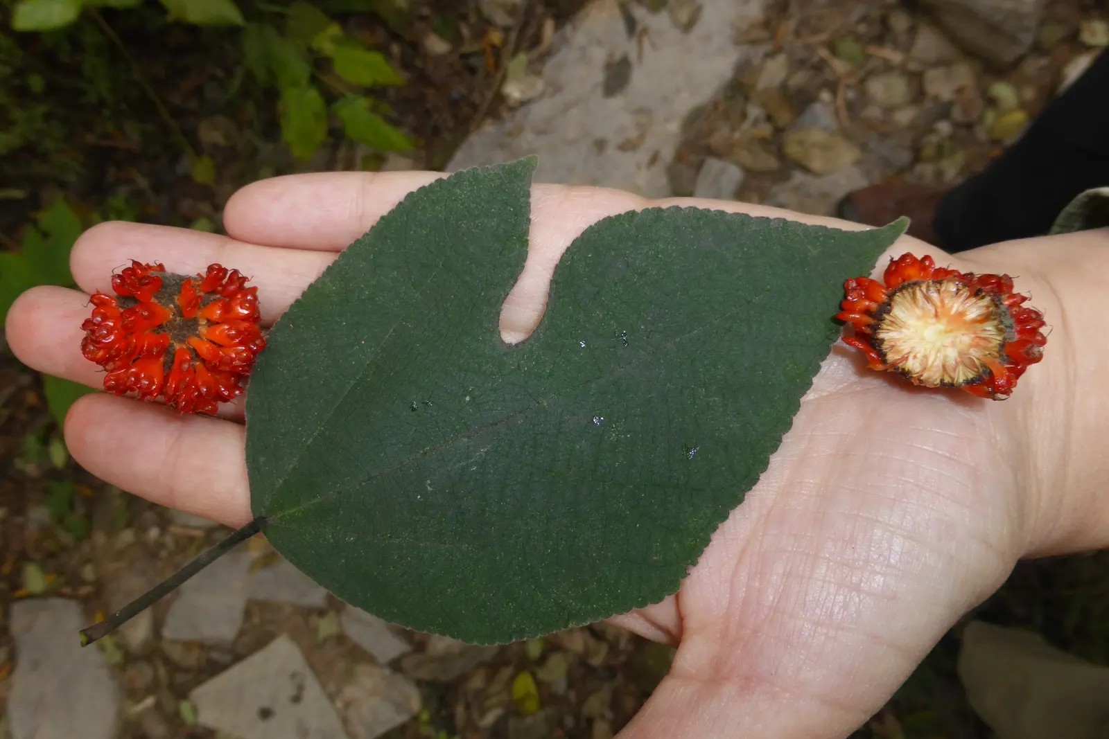 Paper Mulberry (Broussonetia Papyrifera) — scientifically named Broussonetia papyrifera; with leaves that vary dramatically in shape even on the same branch