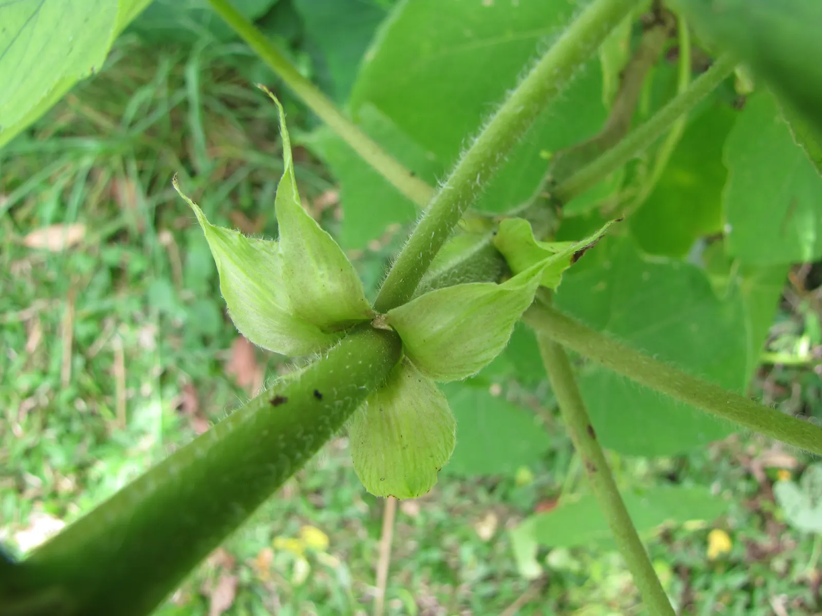 Paper Mulberry (Broussonetia Papyrifera) — each reaching 3 to 7 inches long.<br><br>Come spring, image 68