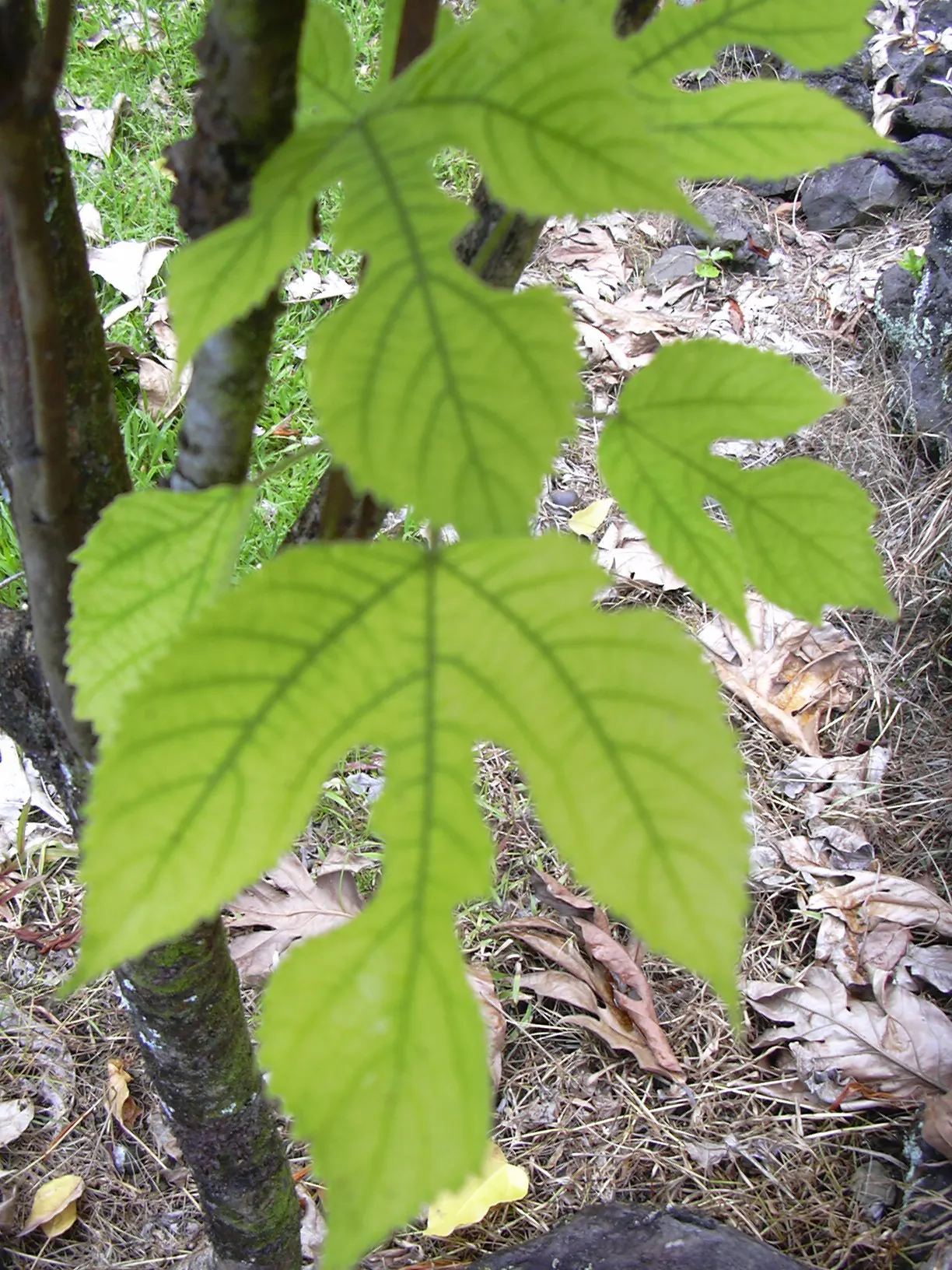 Paper Mulberry (Broussonetia Papyrifera) — rounded canopy spread to match; ranging from lobed to unlobed forms, image 91