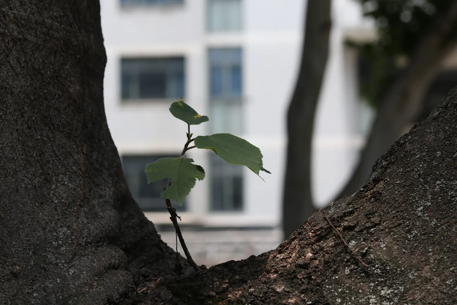 Paper Mulberry (Broussonetia Papyrifera) — including those with poor nutrition