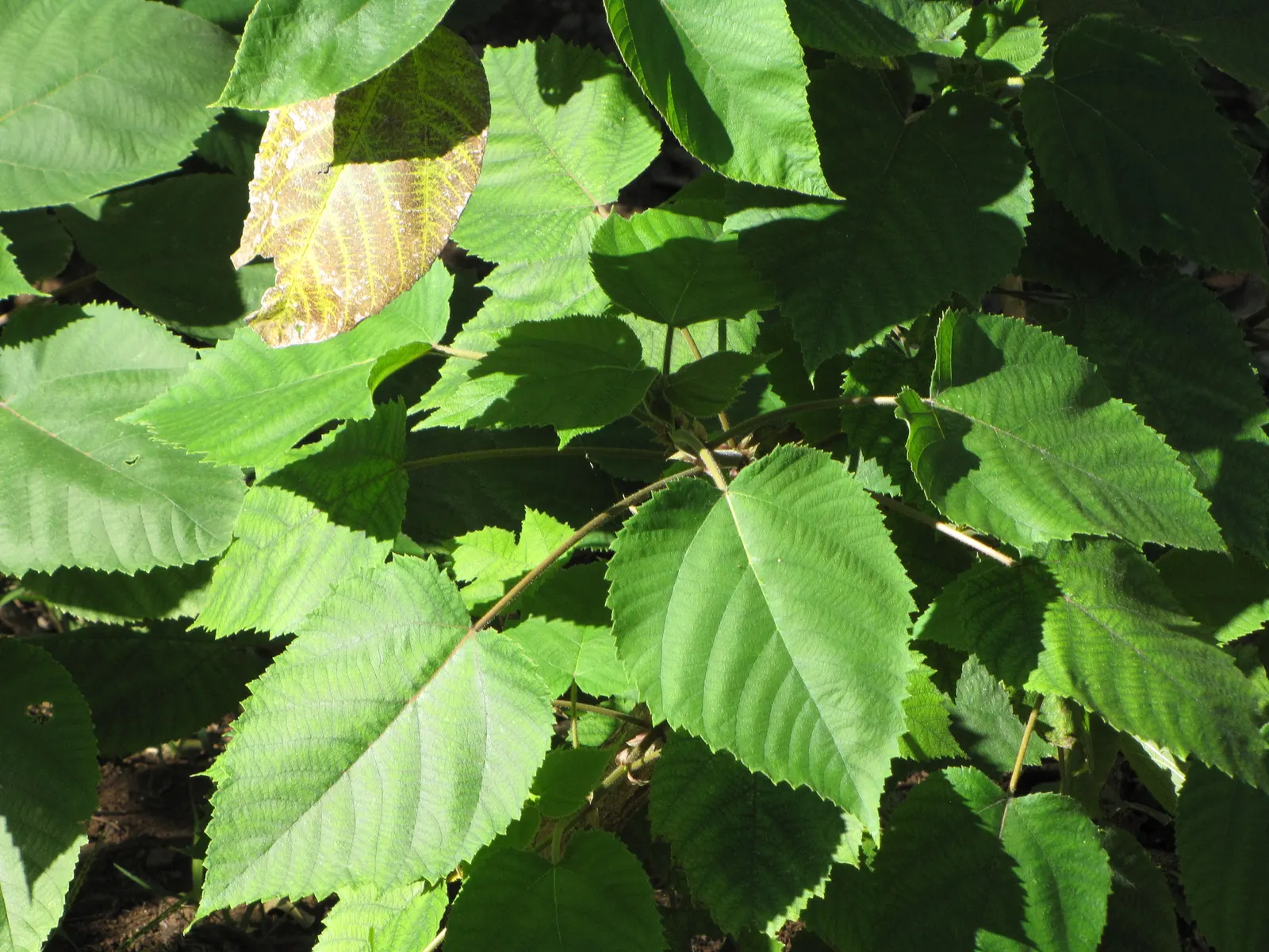 Paper Mulberry (Broussonetia Papyrifera) — This hardy species can reach impressive heights of 35 to 50 feet with a broad; scientifically named Broussonetia