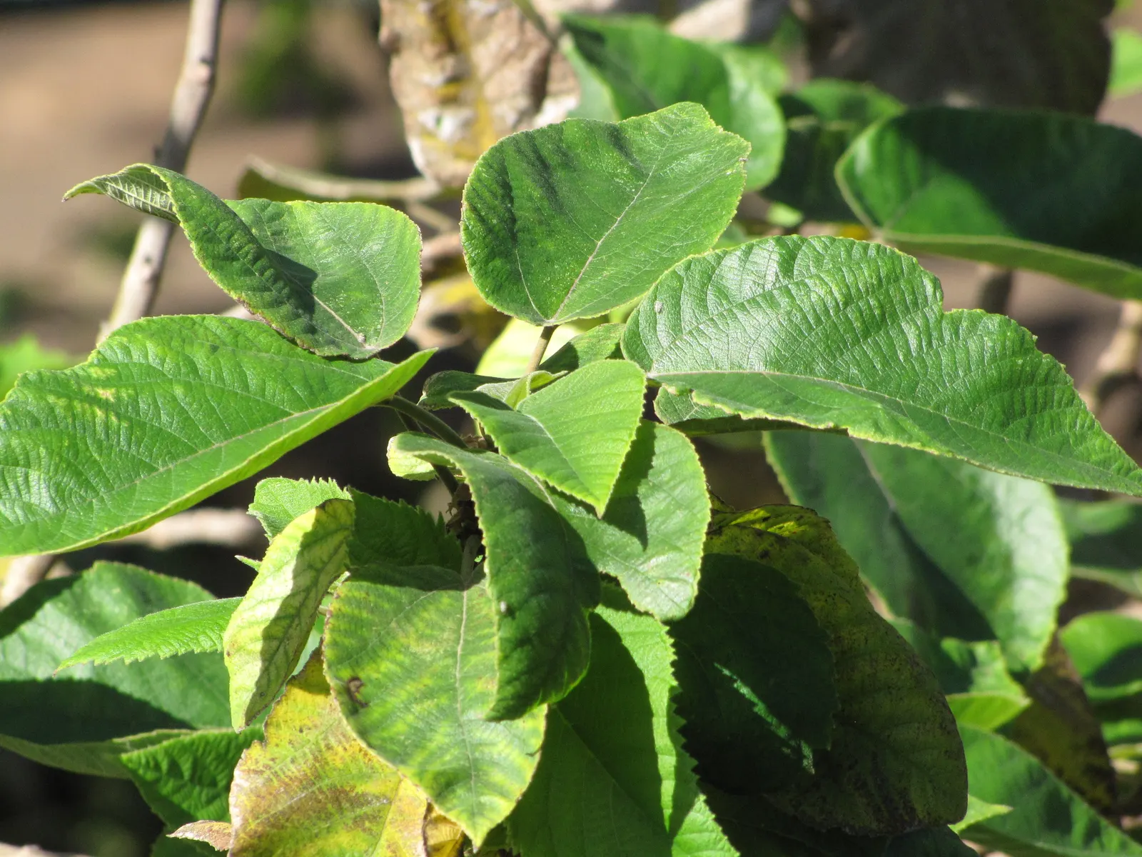 Paper Mulberry (Broussonetia Papyrifera) — and it's prudent to check local regulations before planting, image 50