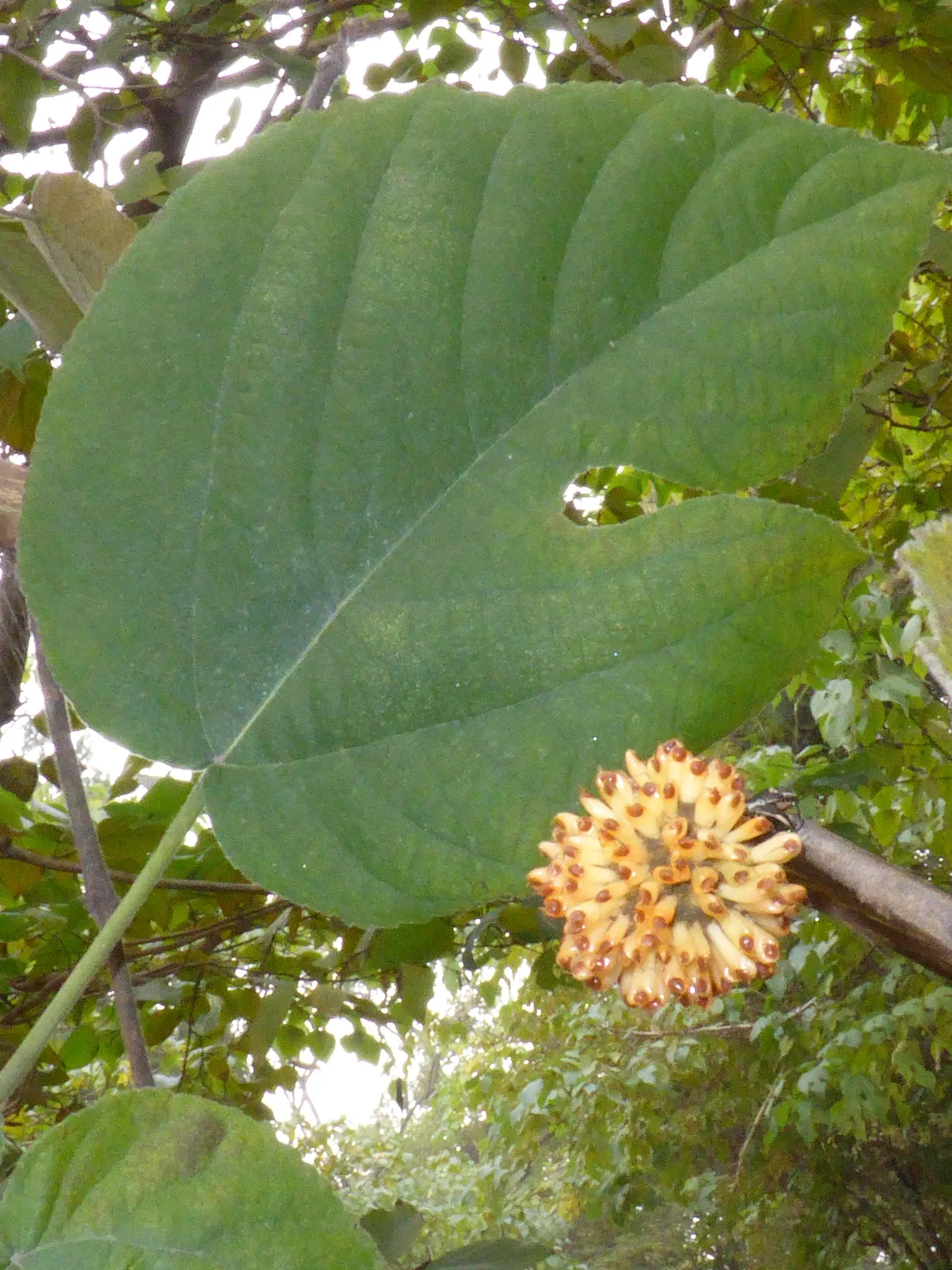 Paper Mulberry (Broussonetia Papyrifera) — renowned as much for its historical significance in paper making as for its lush garden aesthetics; tree, image 89