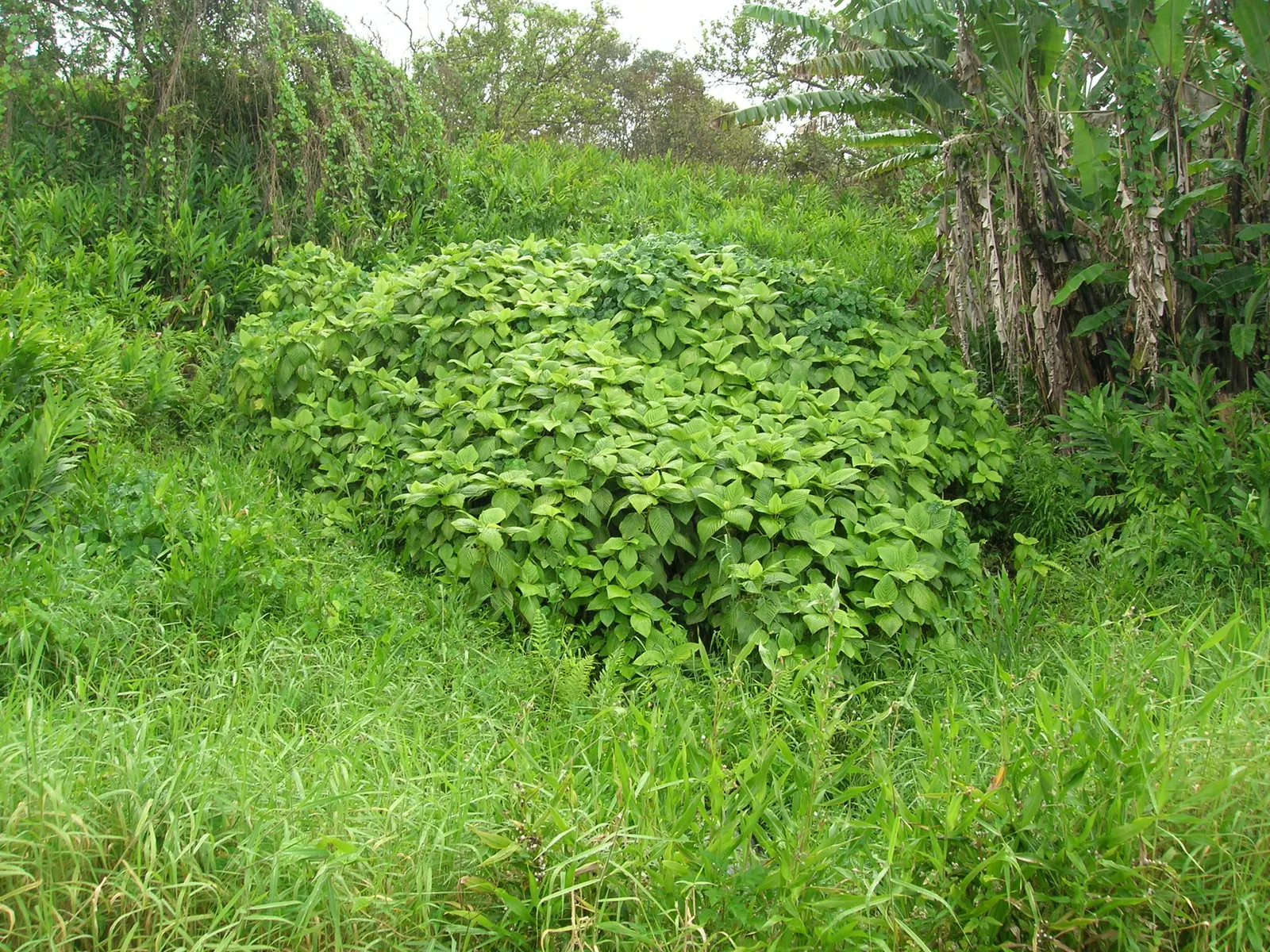 Paper Mulberry (Broussonetia Papyrifera) — Note: In some areas, it's considered invasive due to its prolific seeding, image 59
