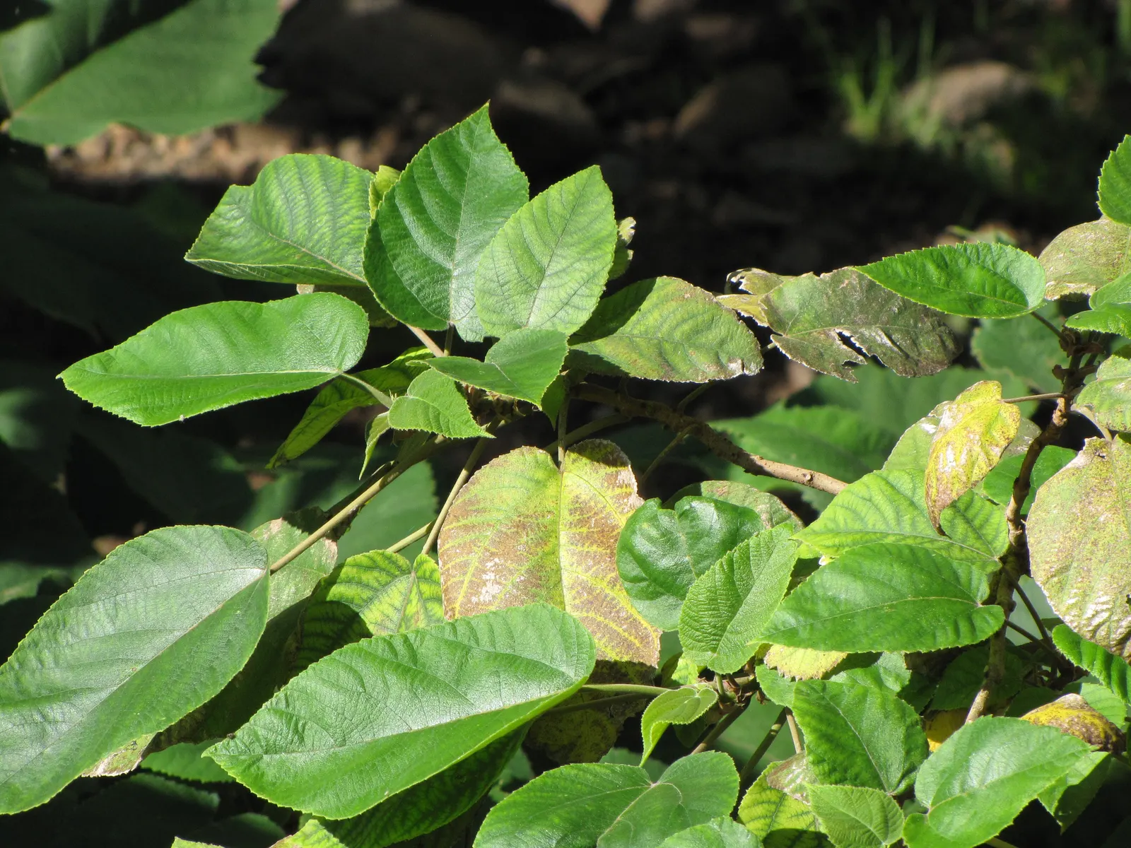Paper Mulberry (Broussonetia Papyrifera) — scientifically named Broussonetia papyrifera