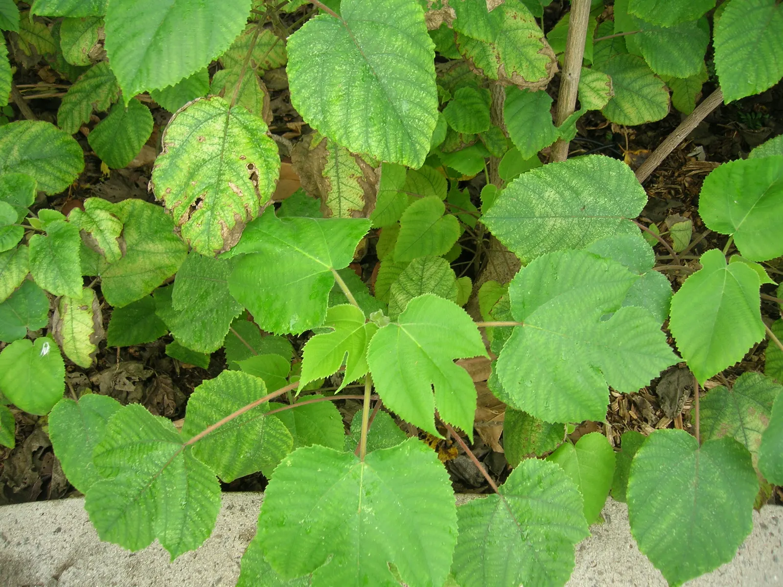 Paper Mulberry (Broussonetia Papyrifera) — is a deciduous tree hailing from the Moraceae family