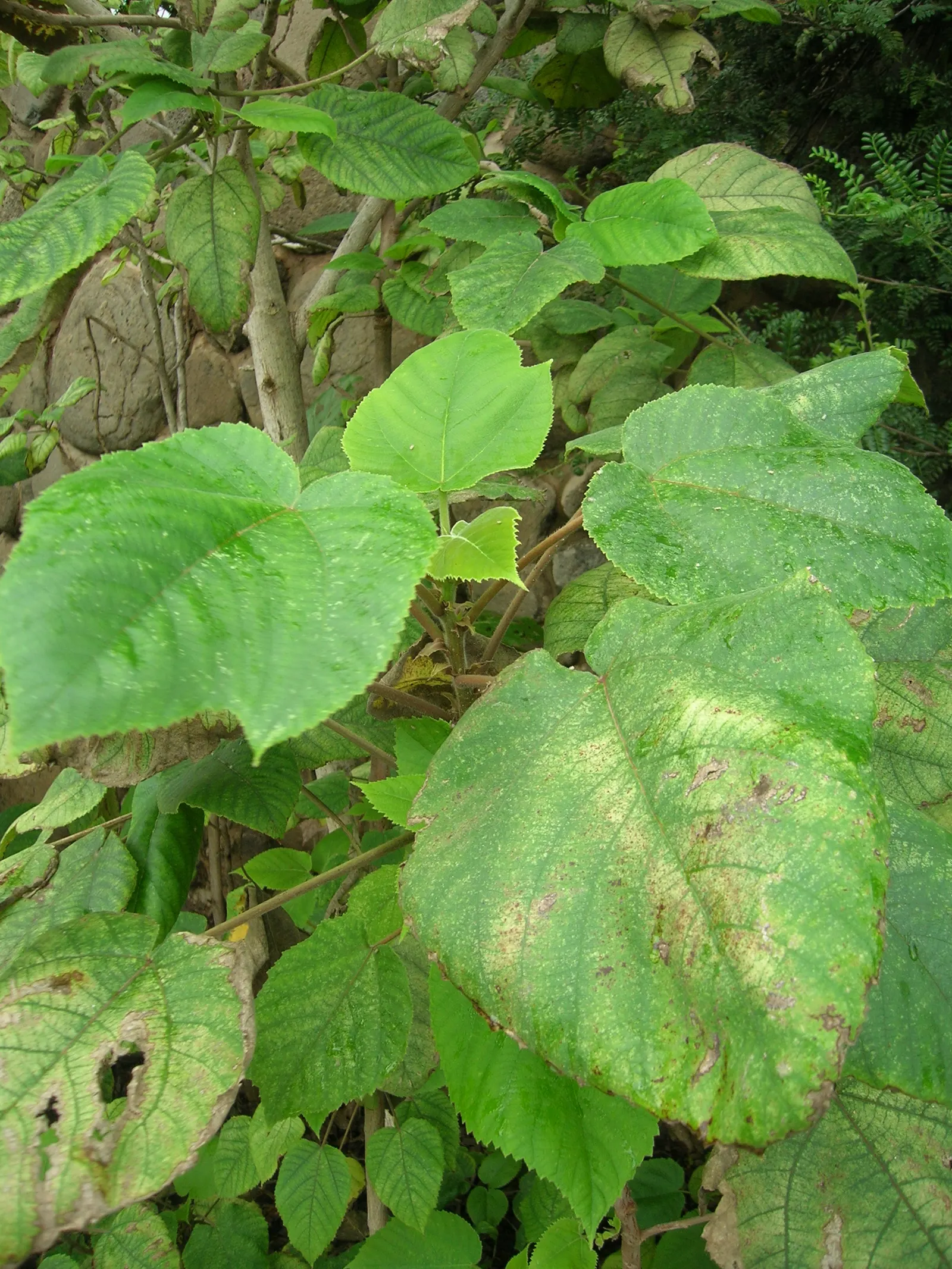 Paper Mulberry (Broussonetia Papyrifera) — the Paper Mulberry presents catkin-like blooms; it is also resilient to drought and air pollution, image 96