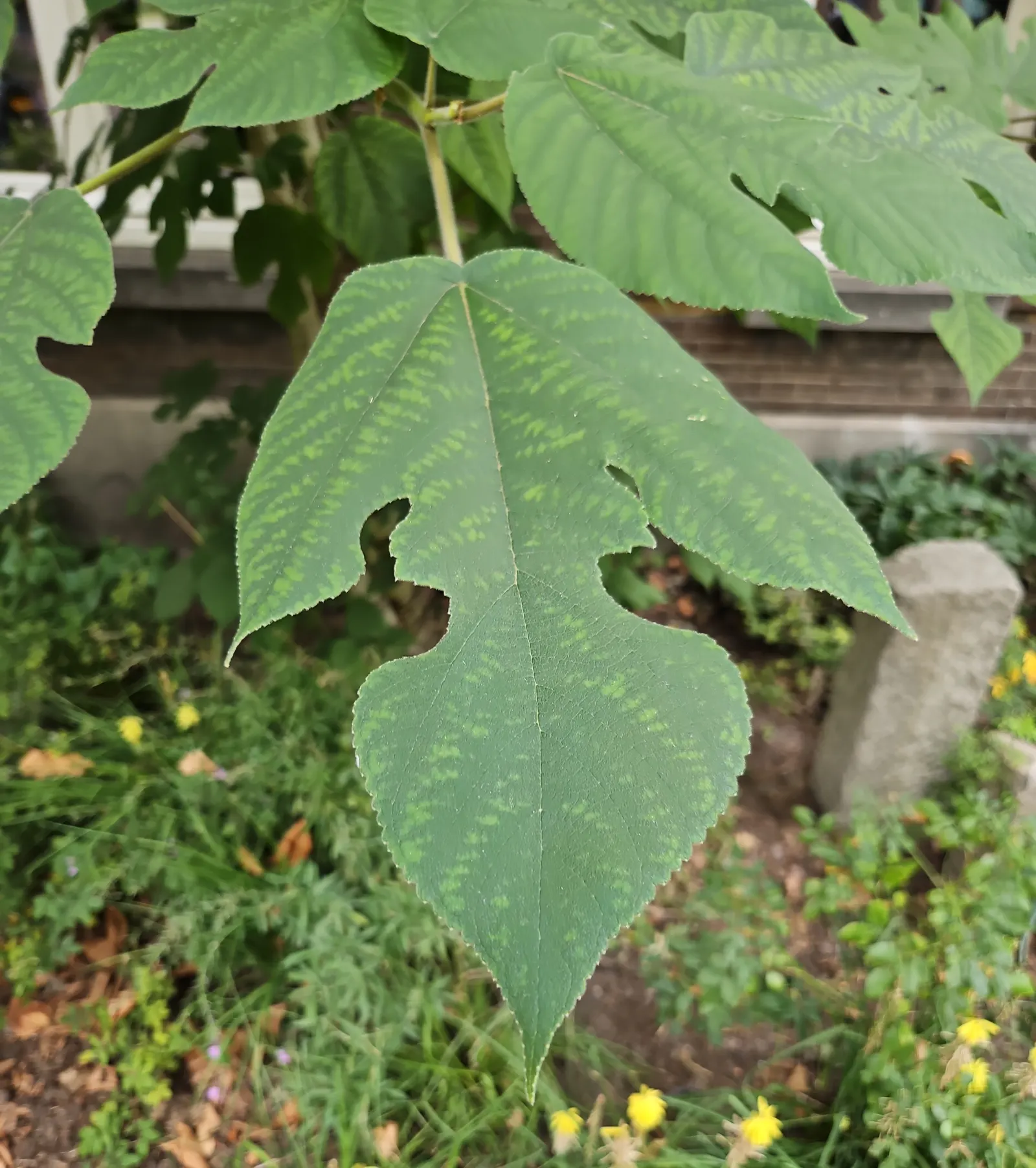 Paper Mulberry (Broussonetia Papyrifera) — renowned as much for its historical significance in paper making as for its lush garden aesthetics; tree, image 62