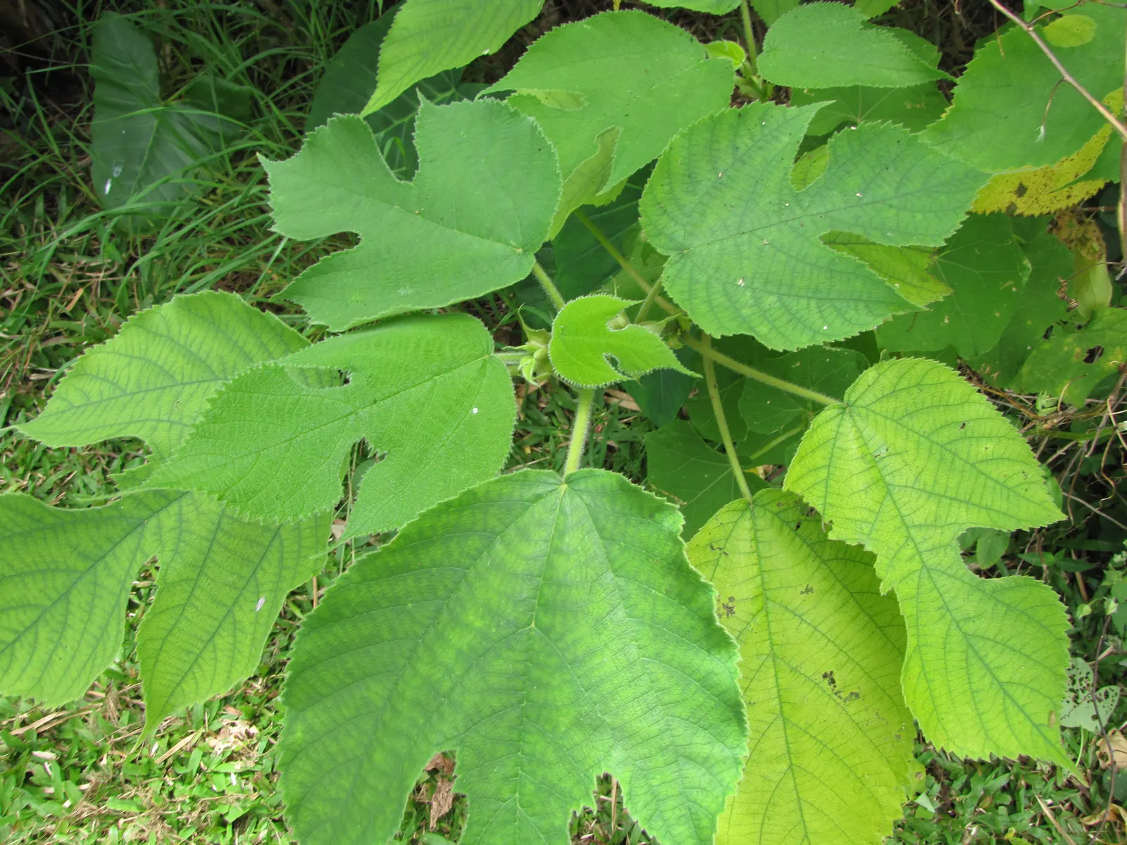 Paper Mulberry (Broussonetia Papyrifera) — offering a verdant focal point or an effective natural screen