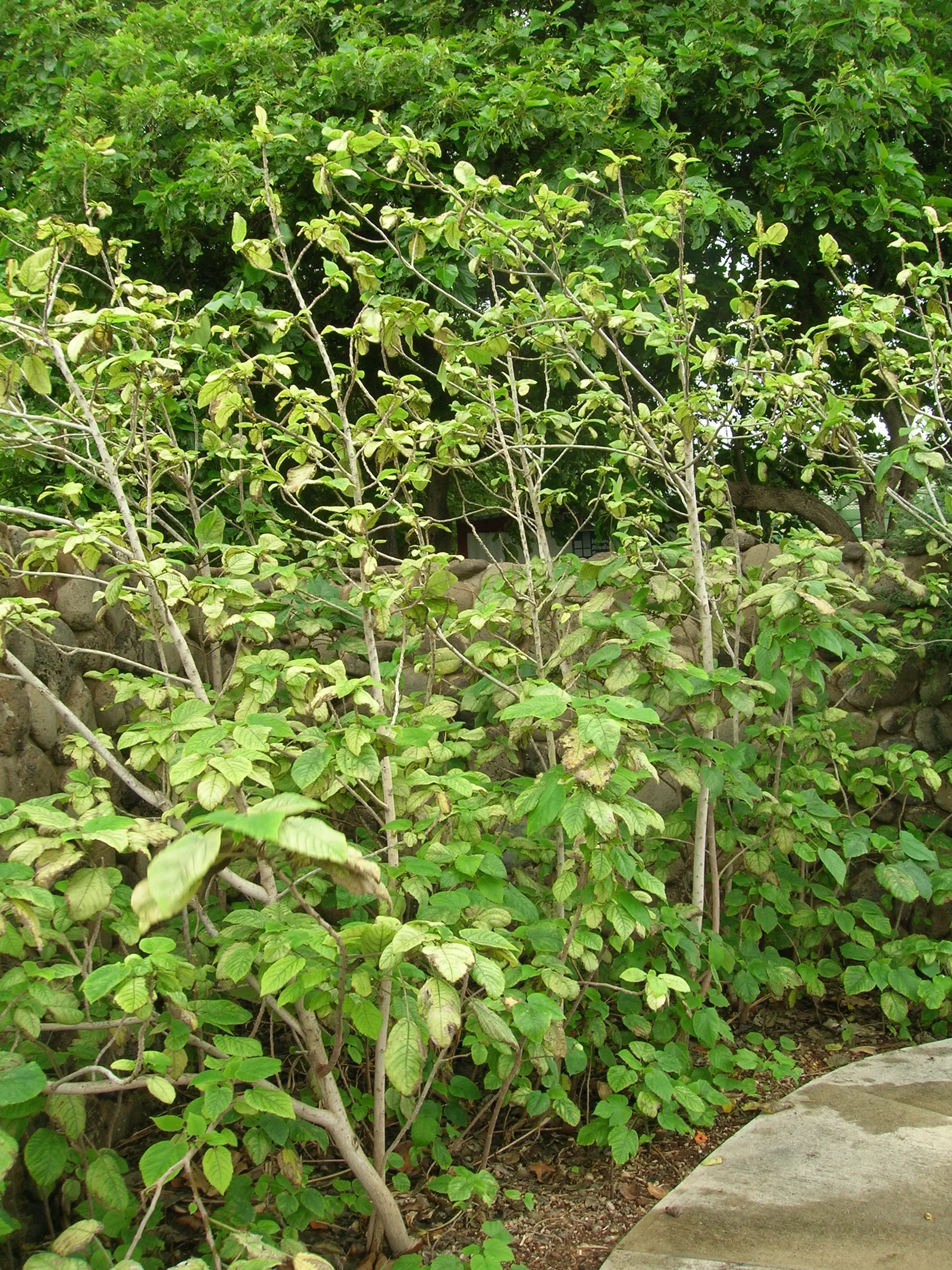 Paper Mulberry (Broussonetia Papyrifera) — Note: In some areas, it's considered invasive due to its prolific seeding