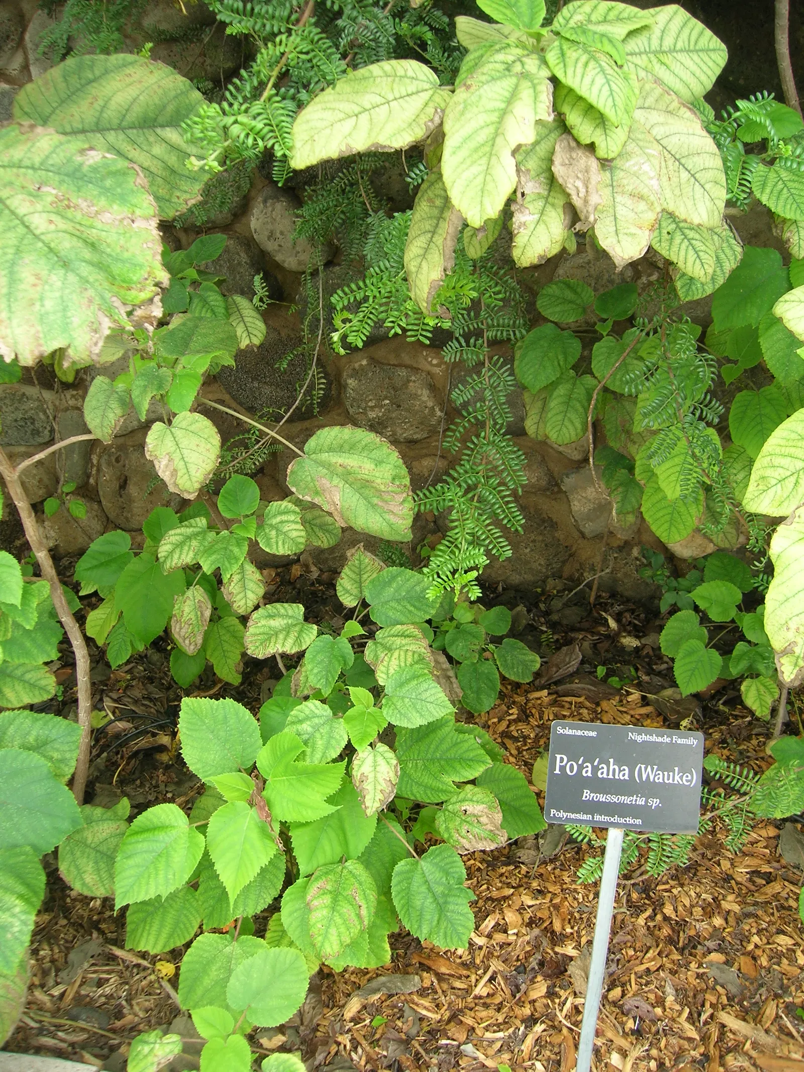 Paper Mulberry (Broussonetia Papyrifera) — though it thrives best in well-drained soil; reaching up to 50 feet tall with a spread of 35 feet