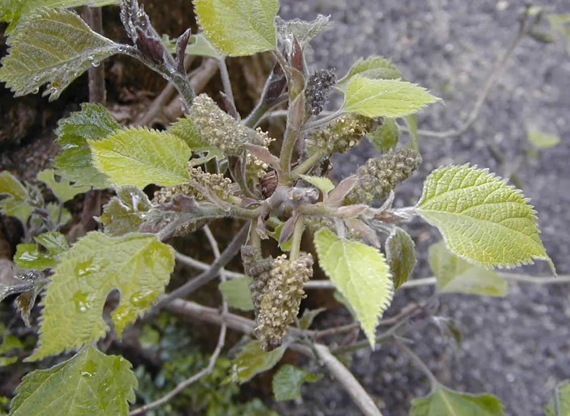Paper Mulberry (Broussonetia Papyrifera) — These blossoms give way to berry-like fruit clusters, which are about 1 inch in diameter