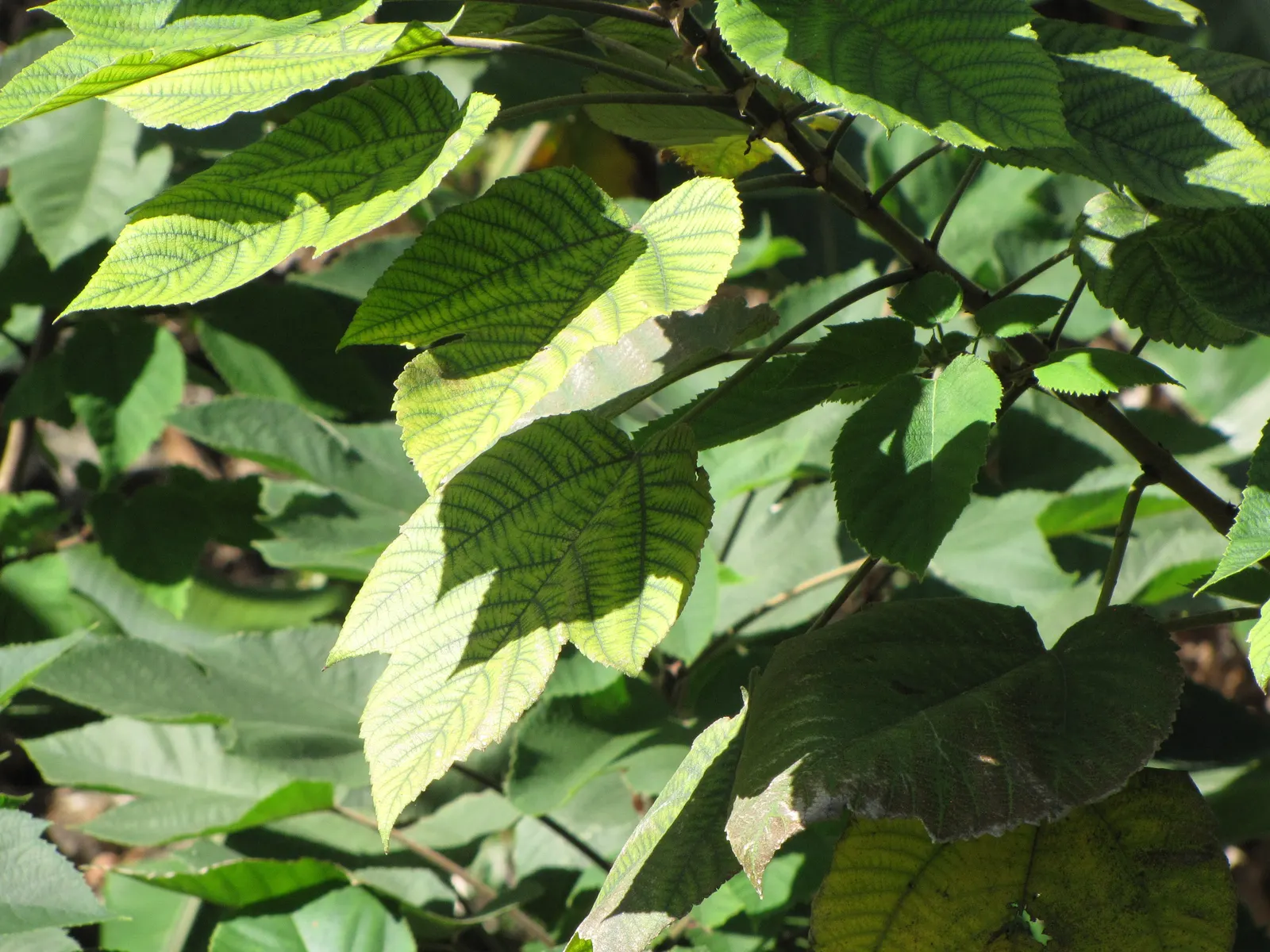 Paper Mulberry (Broussonetia Papyrifera) — tree for full or half; offering a verdant focal point or an effective natural screen