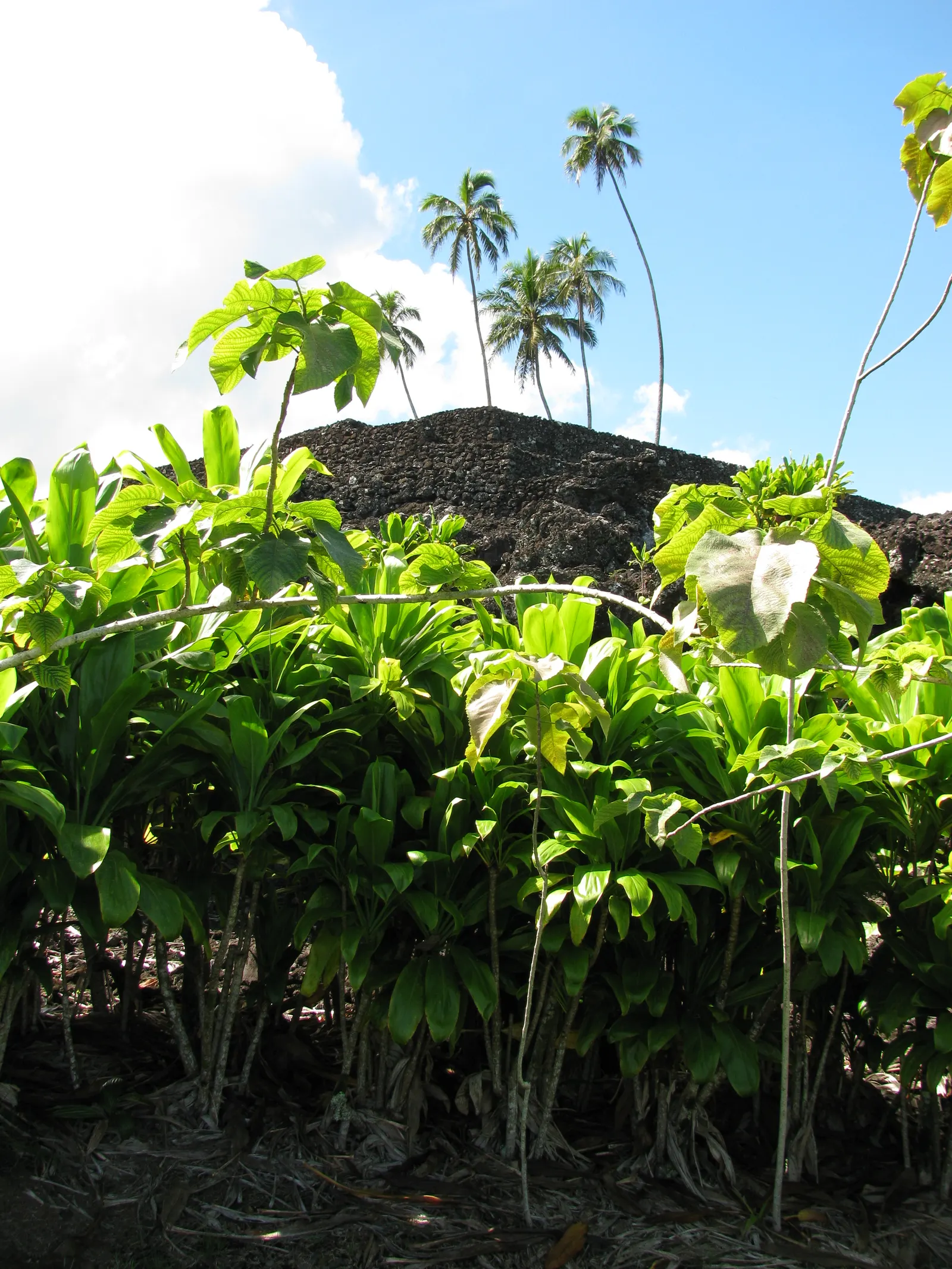 Paper Mulberry (Broussonetia Papyrifera) — the Paper Mulberry presents catkin-like blooms; it is also resilient to drought and air pollution, making it a