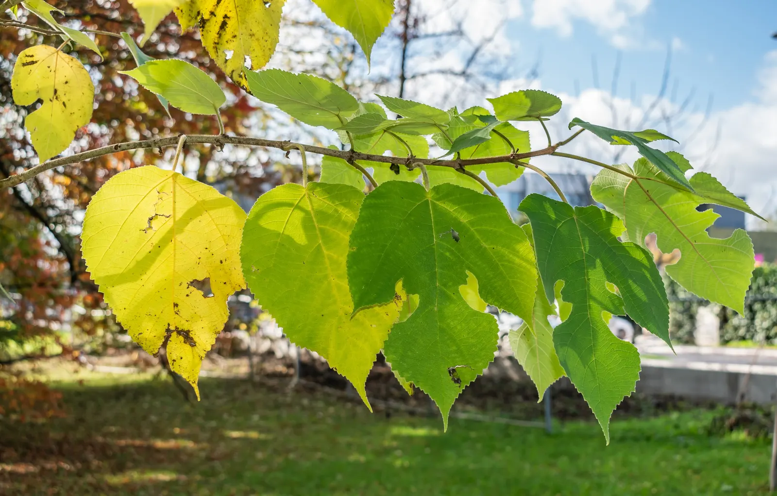 Paper Mulberry (Broussonetia Papyrifera) — It thrives in USDA zones 7-10, preferring full sun to partial shade and adaptable to various soils, image 85