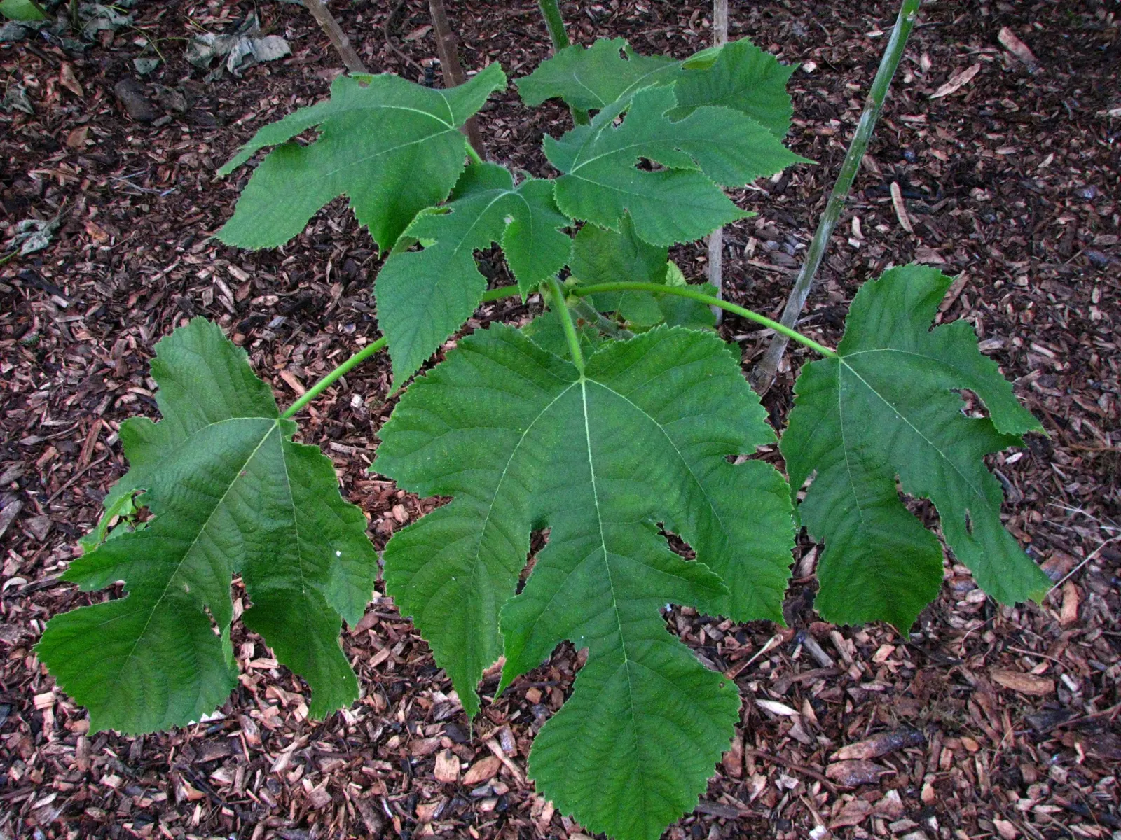 Paper Mulberry (Broussonetia Papyrifera) — is a deciduous tree revered for its fast growth; it thrives in USDA zones 7-10, preferring full sun to partial shade