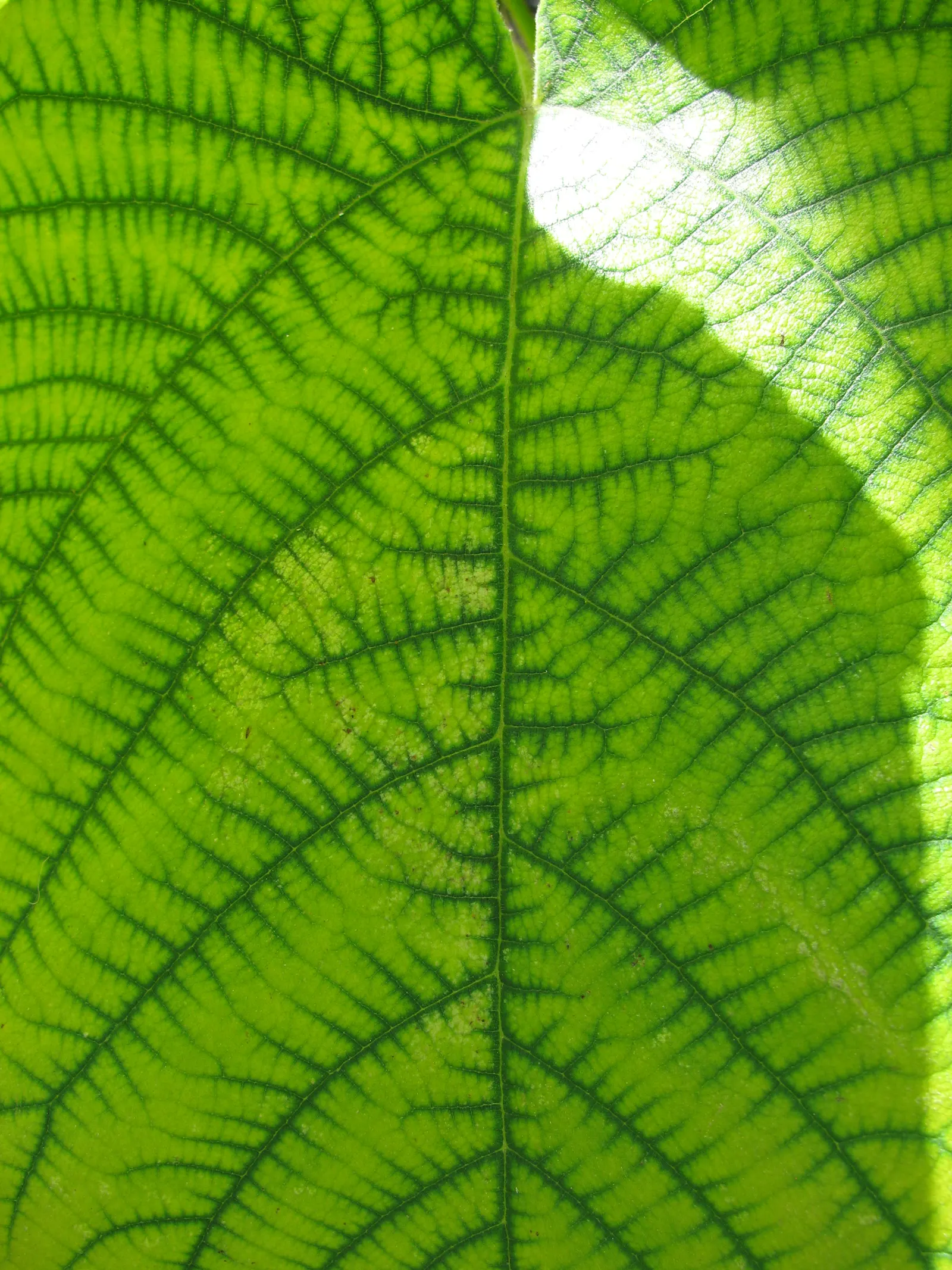 Paper Mulberry (Broussonetia Papyrifera) — reaching up to 50 feet tall with a spread of 35 feet; typically extending from 30 to 40 feet, image 83