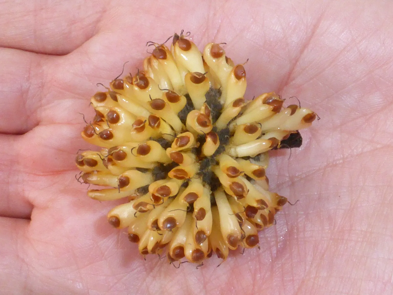 Paper Mulberry (Broussonetia Papyrifera) — though it thrives best in well-drained soil; reaching up to 50 feet tall with a spread of 35 feet, image 74