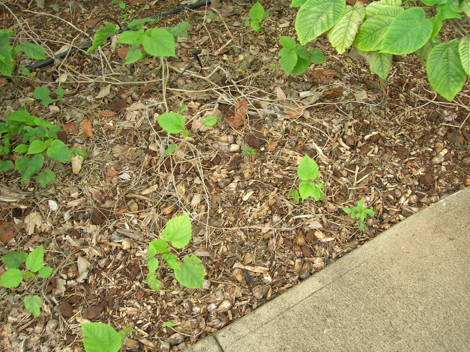 Paper Mulberry (Broussonetia Papyrifera) — It thrives in USDA zones 7-10, preferring full sun to partial shade and adaptable to various soils