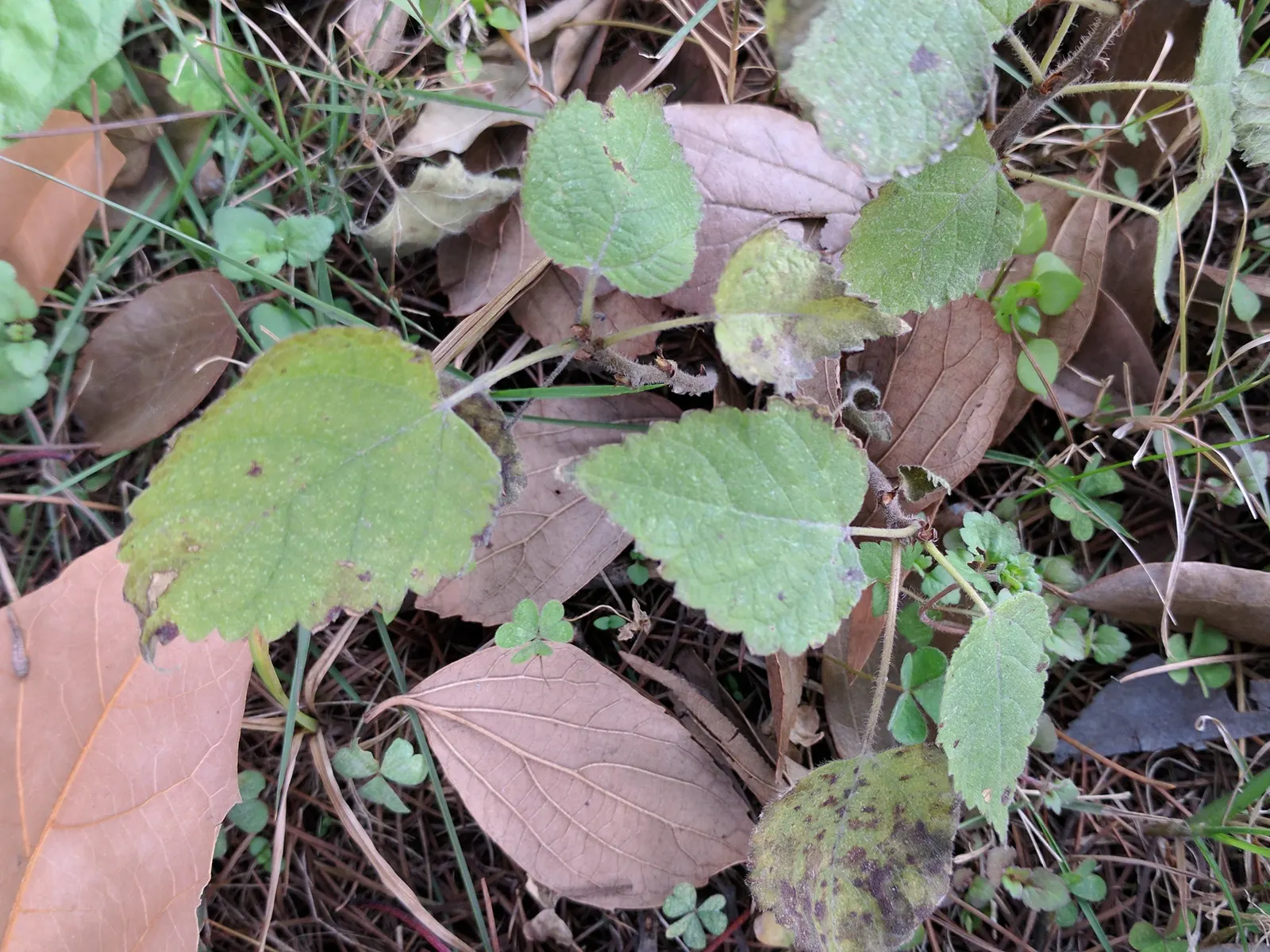 Paper Mulberry (Broussonetia Papyrifera) — These blossoms give way to berry-like fruit clusters, which are about 1 inch in diameter; renowned as much for its