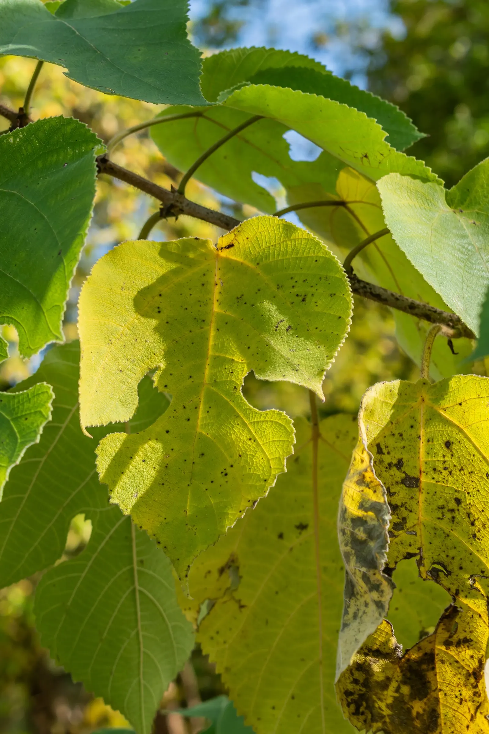 Paper Mulberry (Broussonetia Papyrifera) — the Paper Mulberry presents catkin-like blooms; it is also resilient to drought and air pollution, image 69