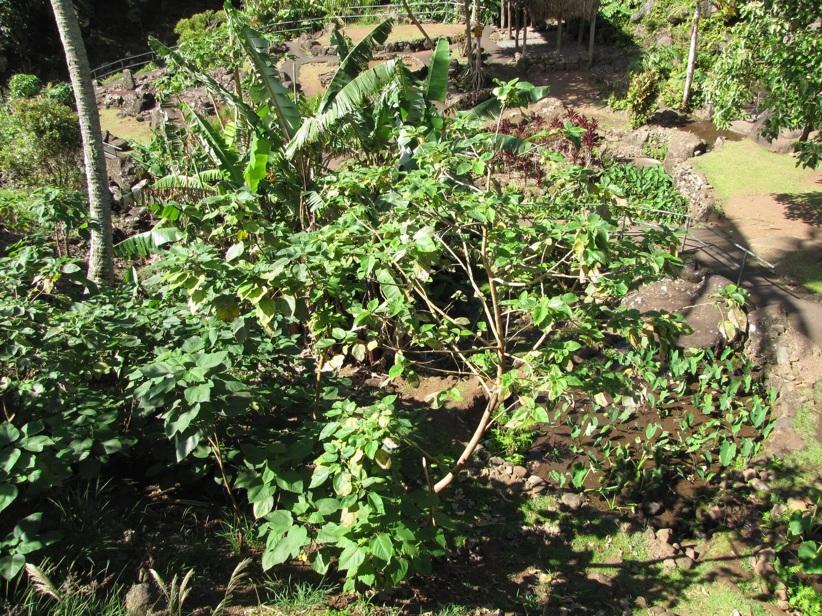 Paper Mulberry (Broussonetia Papyrifera) — with separate male and female flowers that may occur on the same or different trees (dioecious); is a, image 97