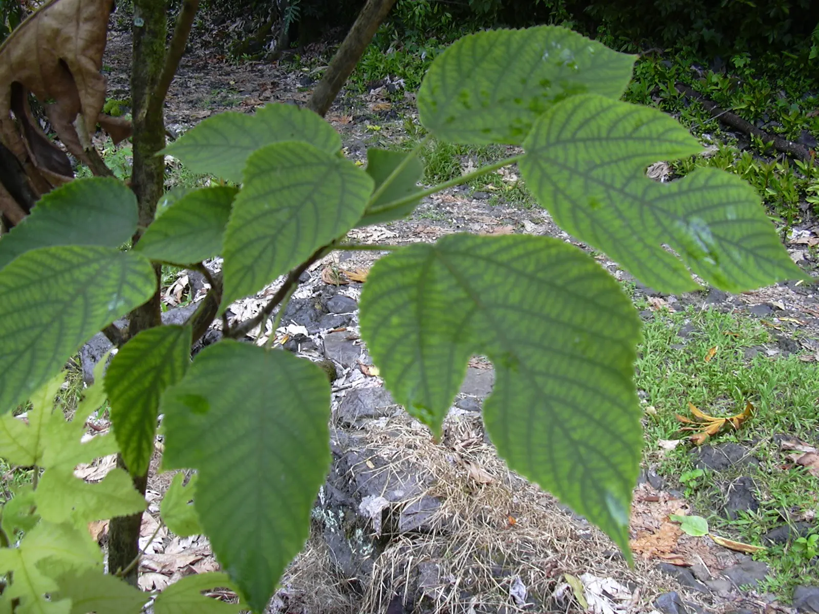 Paper Mulberry (Broussonetia Papyrifera) — is a deciduous tree hailing from the Moraceae family; including those with poor nutrition, image 61