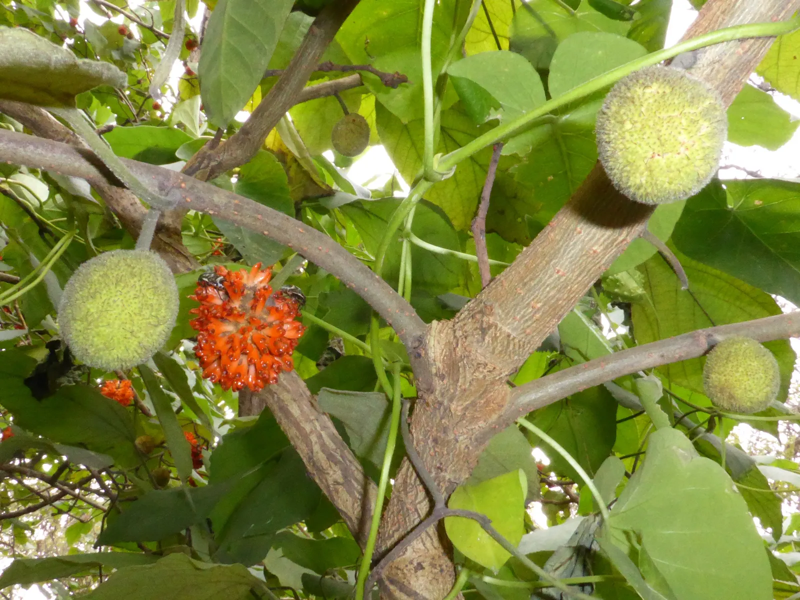 Paper Mulberry (Broussonetia Papyrifera) — Note: In some areas, it's considered invasive due to its prolific seeding, image 86