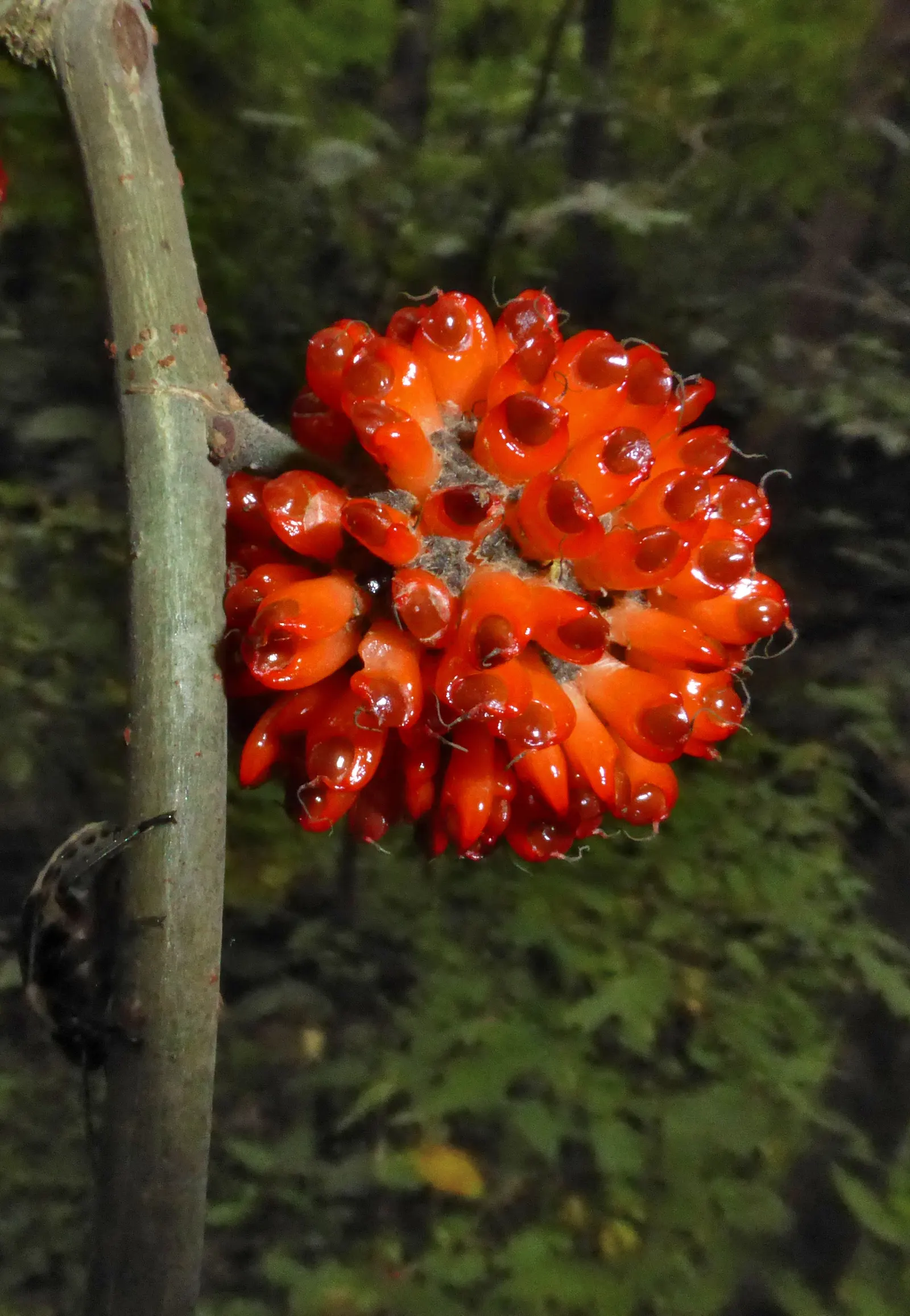Paper Mulberry (Broussonetia Papyrifera) — including those with poor nutrition; caution should be exercised as this species can be invasive in some areas